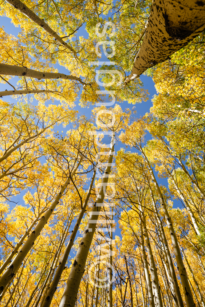 Aspens - Phone Wallpaper