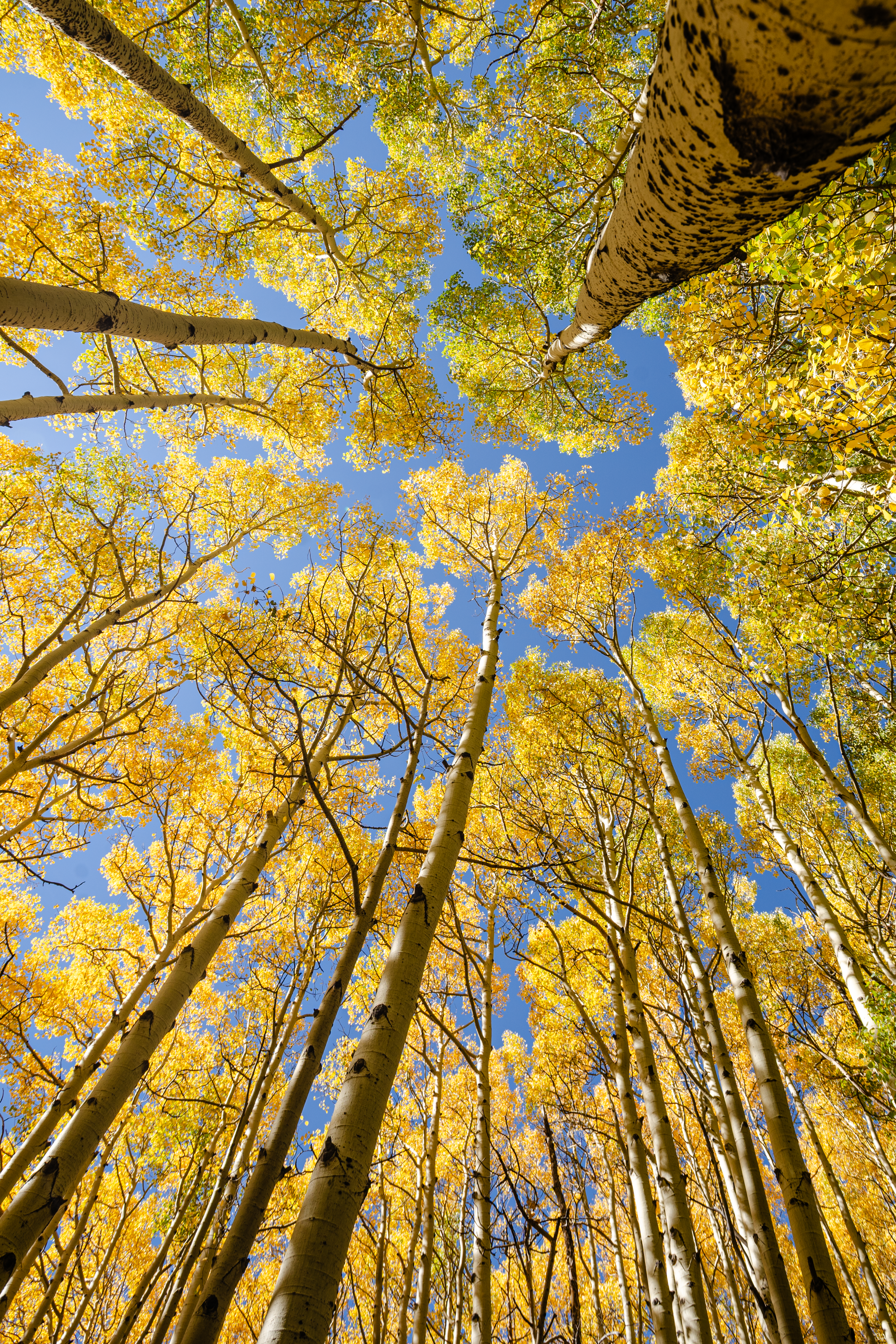 Aspens - Full Size Digital Download