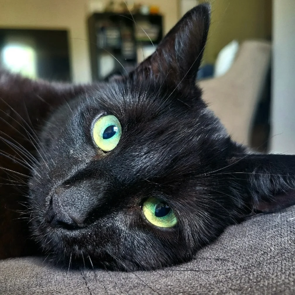 RIP my Indie girl. My OG kitty from the streets. You ruled the roost until your big little brother joined us. My forever snug bug baby. You were my little puppy before I even had one. Chewing my shoelaces, playing with anything but your toys, constan
