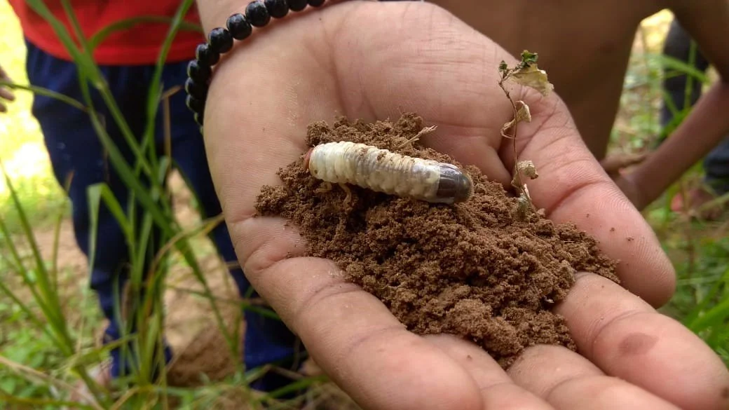 Agronomist holding a white grub insect pest in soil, showing sugarcane field pest identification and soil health monitoring by Innisfail Babinda Cane Productivity Services in North Queensland.