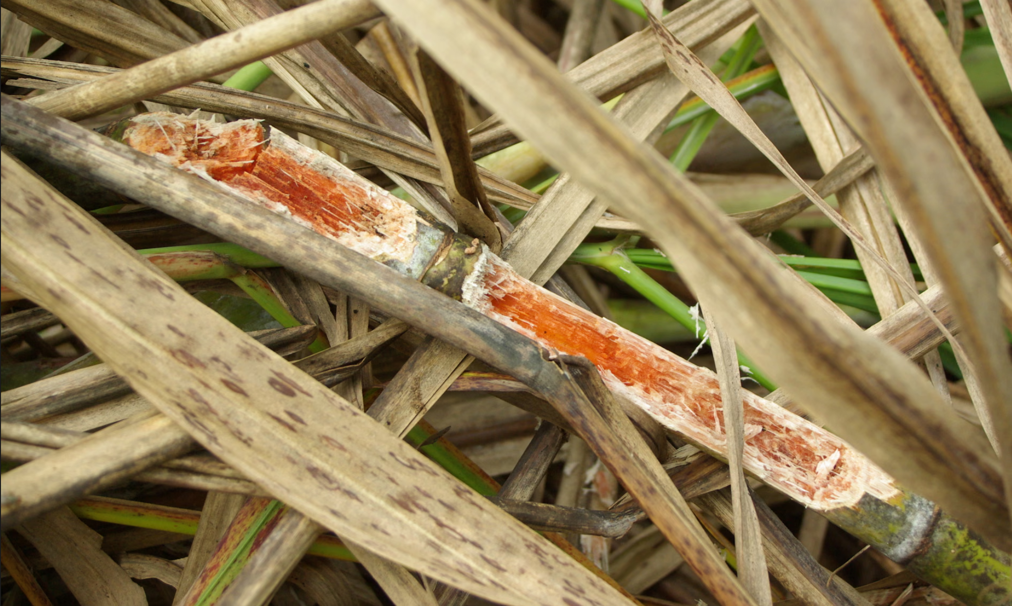 Sugarcane stalk showing internal red rot disease damage, highlighting pest and disease management services provided by Innisfail Babinda Cane Productivity Services in North Queensland.