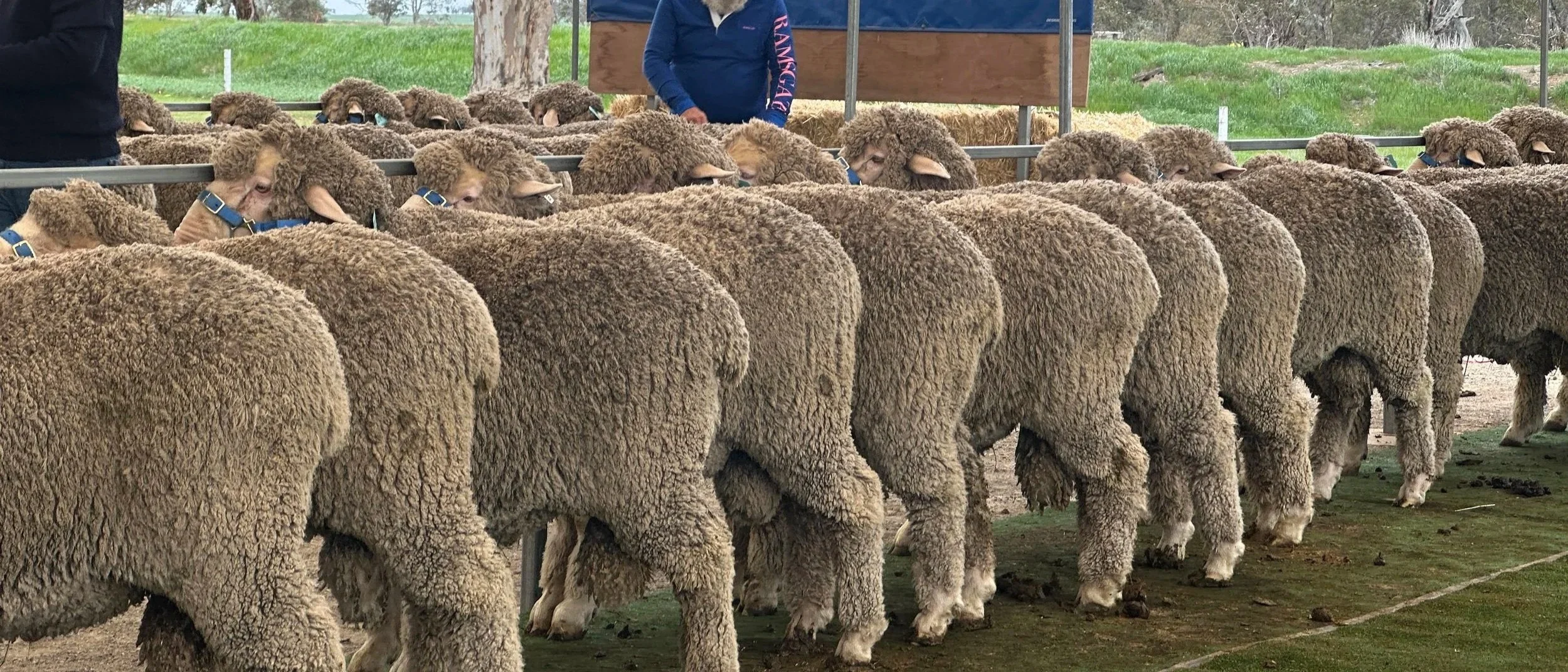 A line up of Poll Merino sheep gathered behind a metal fence at a farm, with some people in the background.