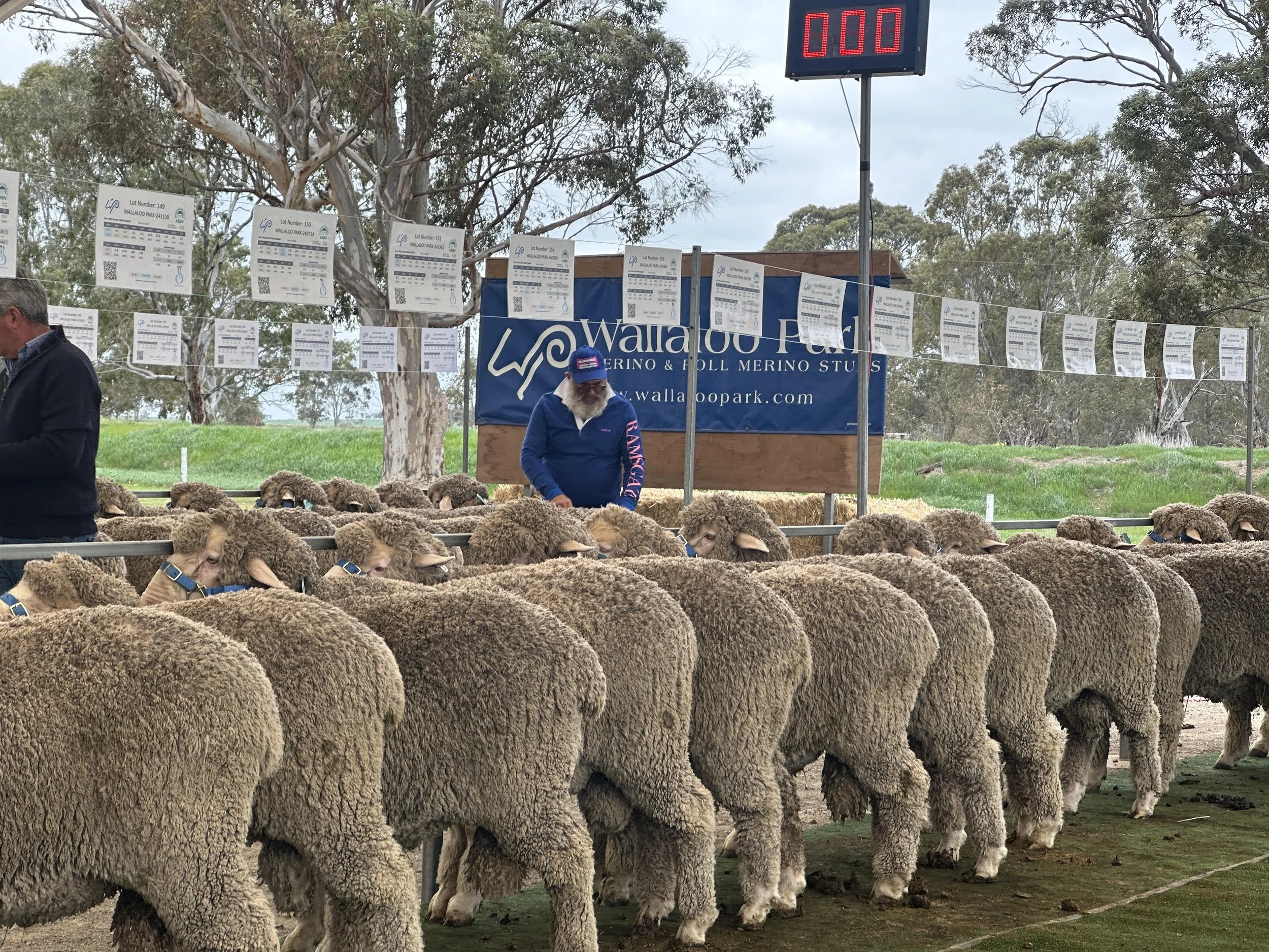 A sheep gathering at a farm or outdoor area with a row of sheep in the foreground and a man in a blue jacket and cap among them. There are trees in the background and a large electronic timer displaying '000' at the top right. A sign for Wallaoo Park is partially visible behind the sheep.