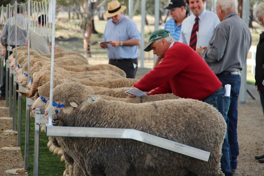 People inspecting Merino sheep at a sheep sale, with sheep lined up in a row and a man in a red sweater leaning over to examine one of the sheep.