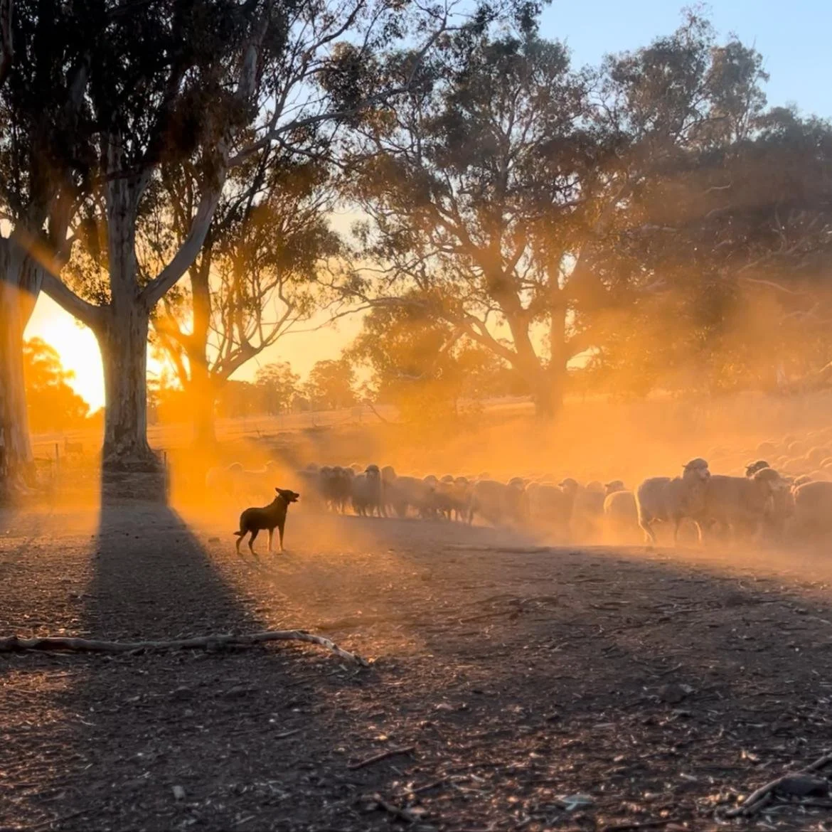 A pastoral scene at sunset with a herding dog watching a flock of sheep under tall trees, with a warm golden glow and dust in the air.