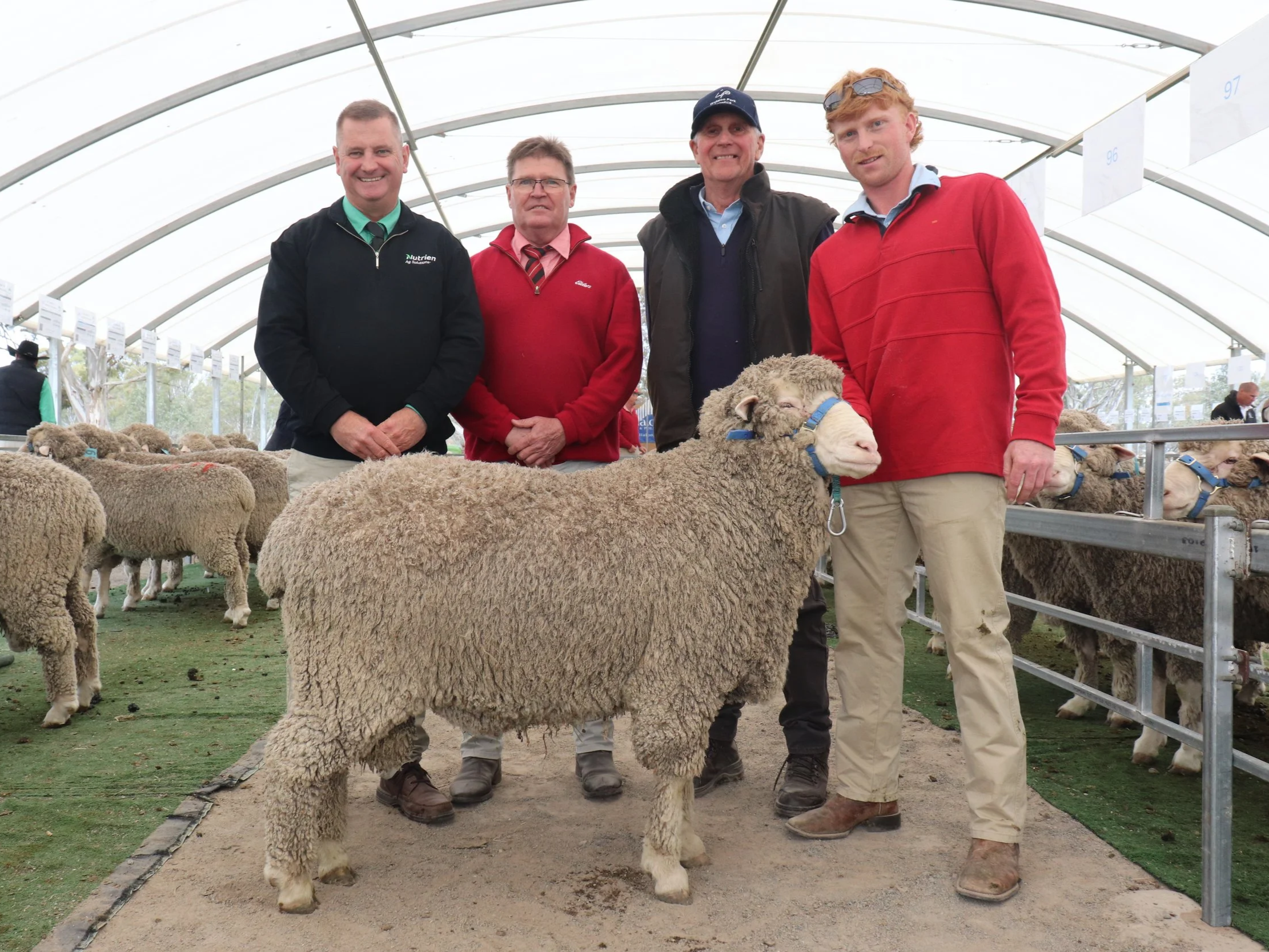 Four men standing behind a young poll Merino ram. 