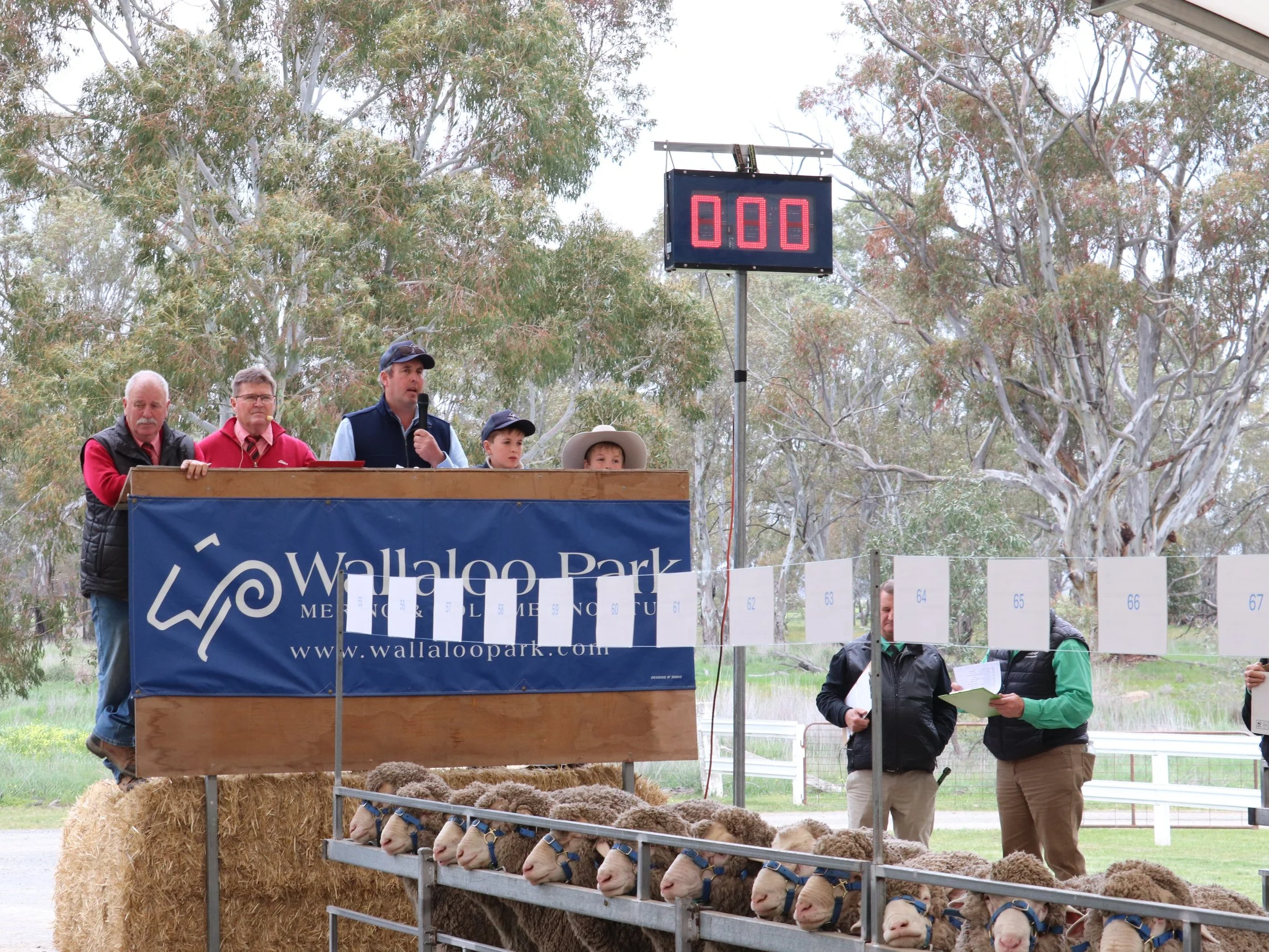 People standing on a platform decorated with hay, sheep, and a sheepdog at a Wallaroo Park event, with a digital timer displaying 8:00 and a wooded background.