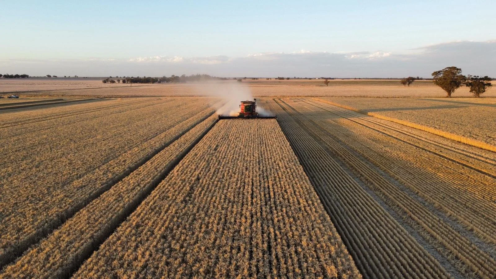 A combine harvester working in a large golden wheat field during sunset or sunrise, with trees in the background.