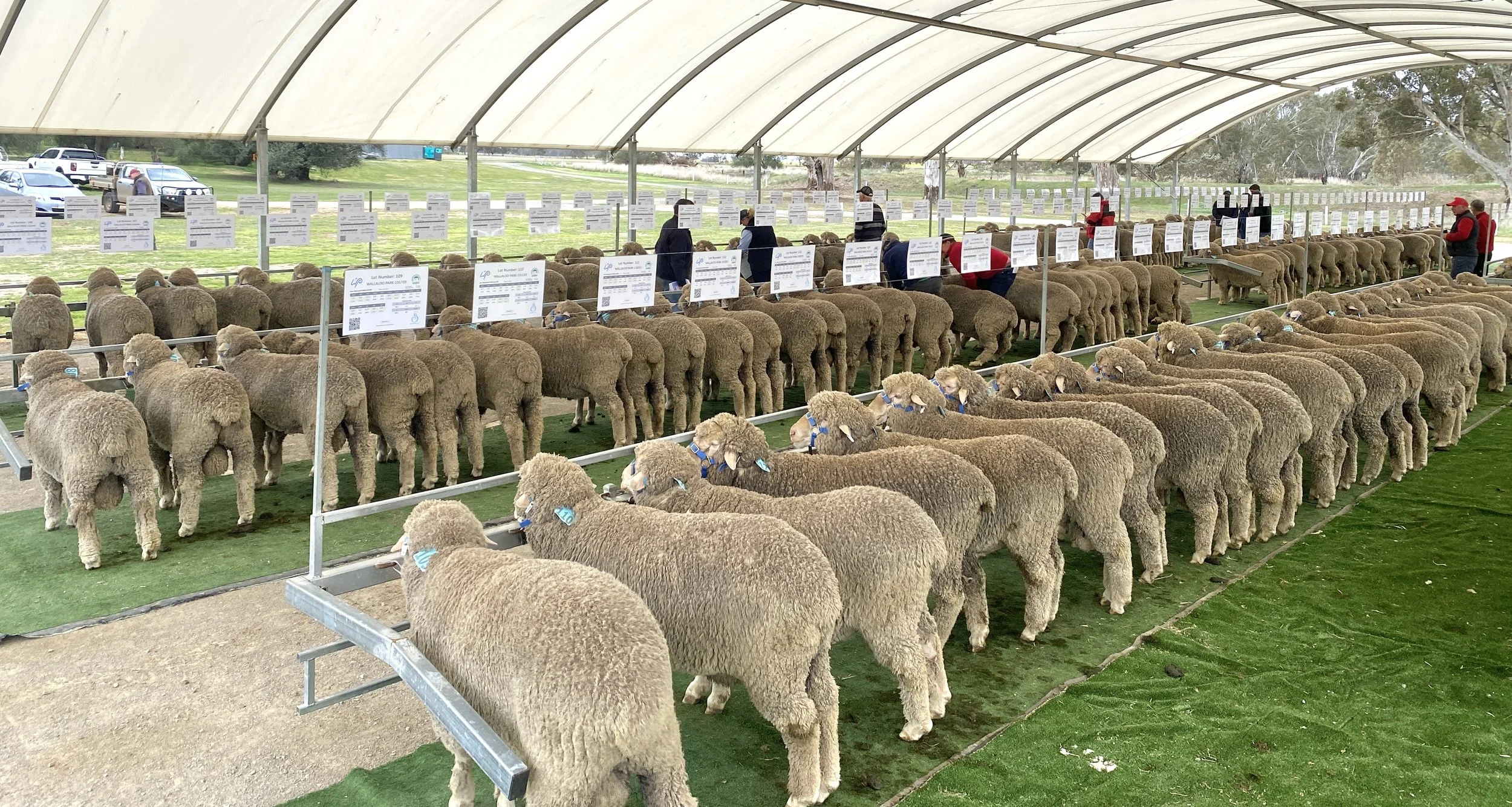 A sheep auction under a large canopy with multiple sheep lined up for sale, each with a tag, and people inspecting or bidding on the sheep.