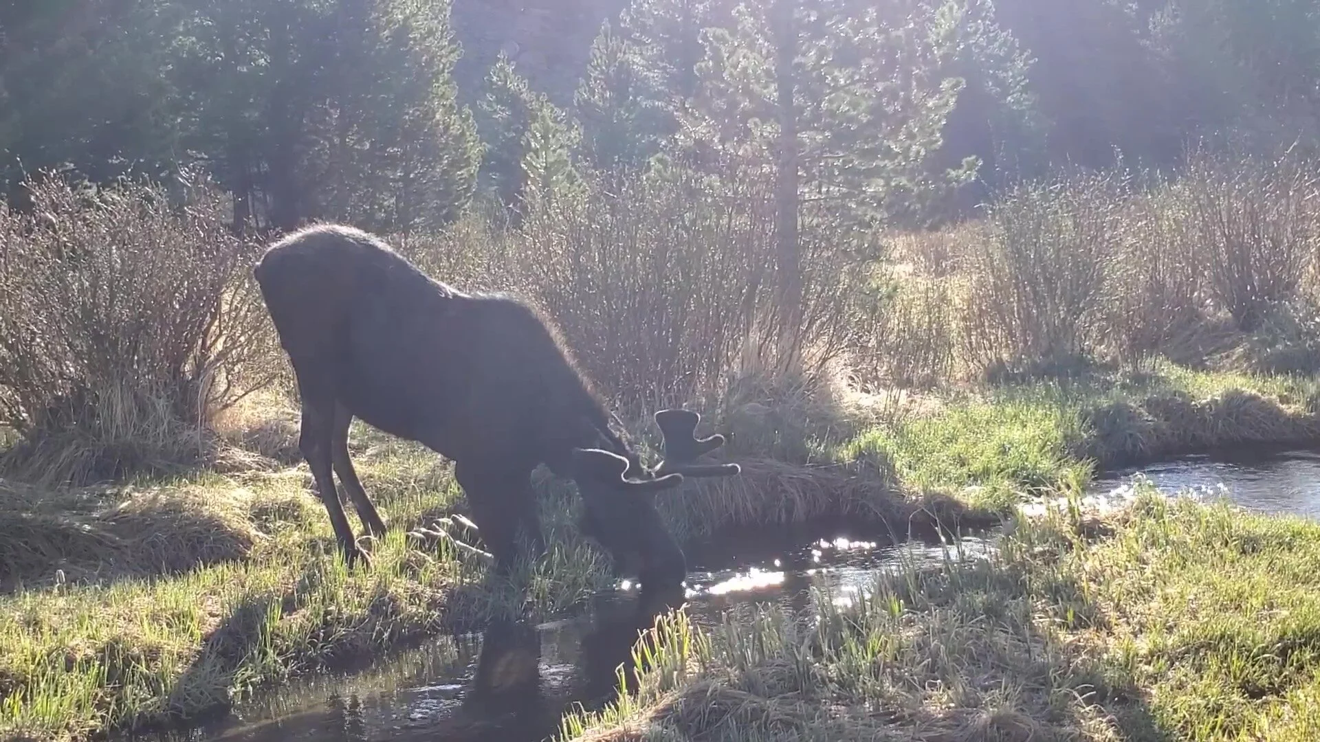 bull moose drinking at beaver ponds.jpg