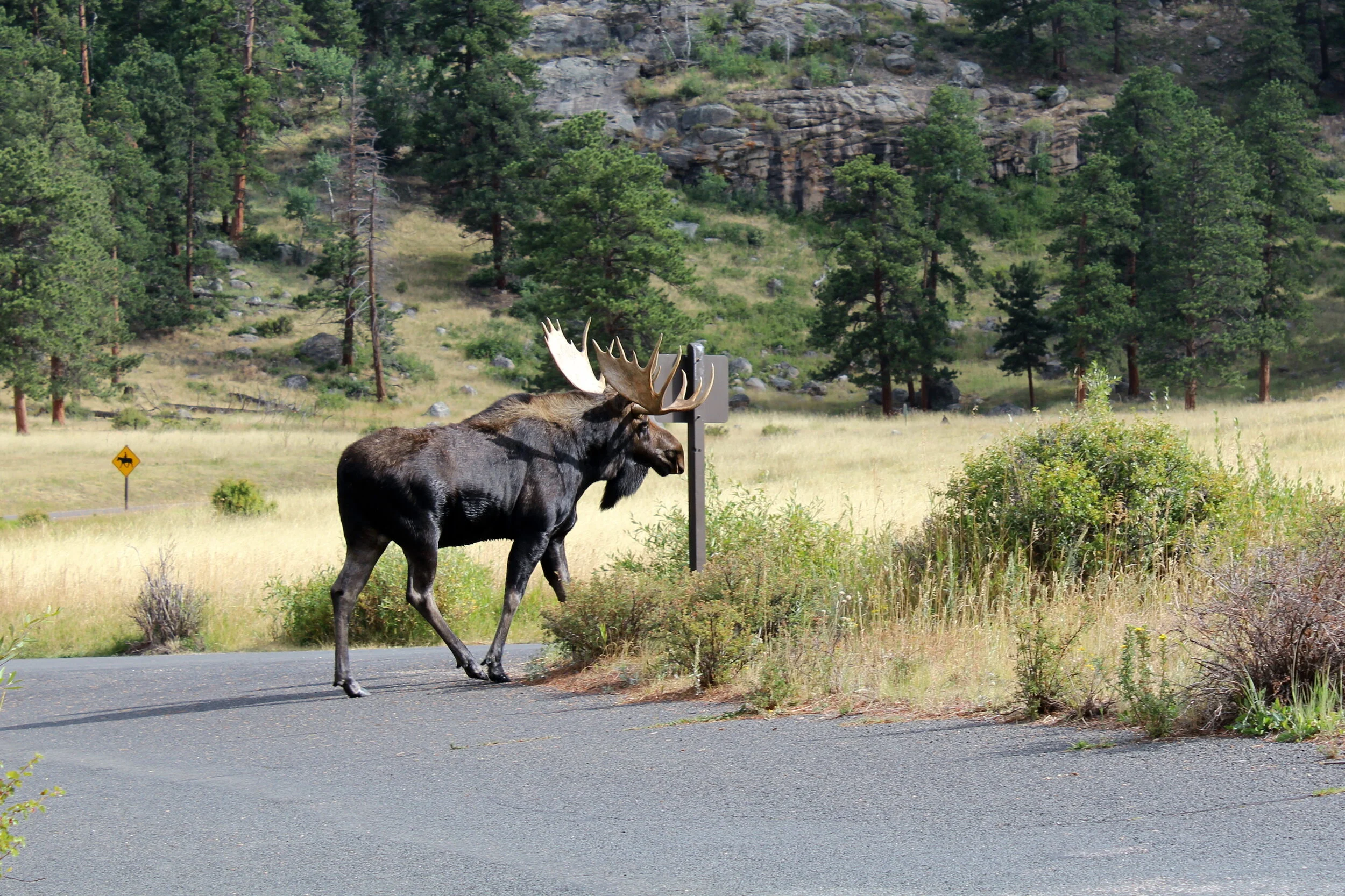 bull moose round about.JPG