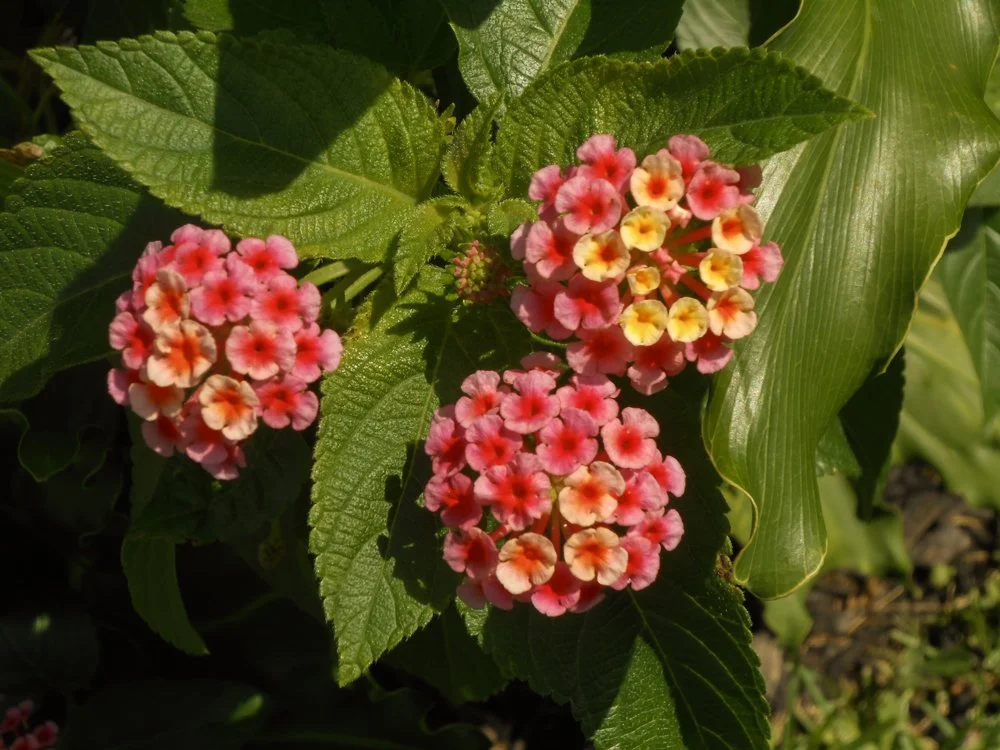 Lantanas