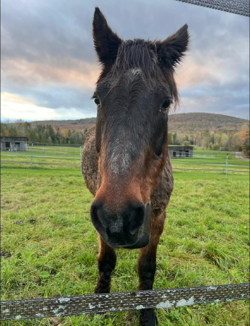 Close-up of a black and brown horse standing in a green field with hills and cloudy sky in the background.