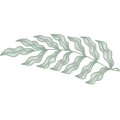 Illustration of a fern leaf with multiple leaflets extending from a central stem.