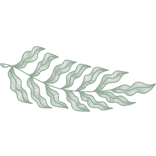 Illustration of a fern leaf with multiple leaflets on a black background.