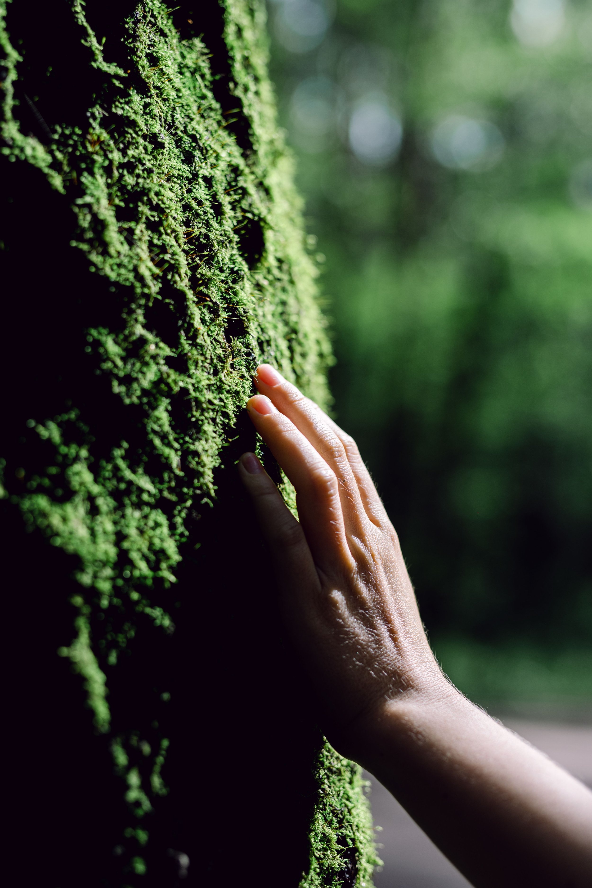 Close-up of a hand touching green moss on a tree trunk in a forest.
