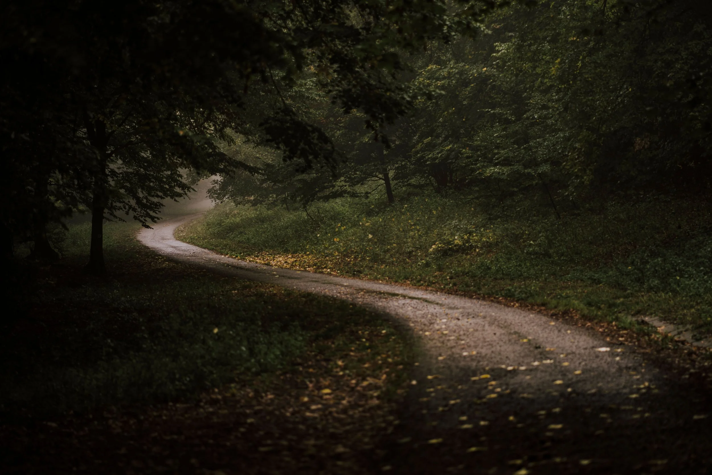 A winding dirt path through a dark, dense forest with overhanging trees and leaves on the ground.