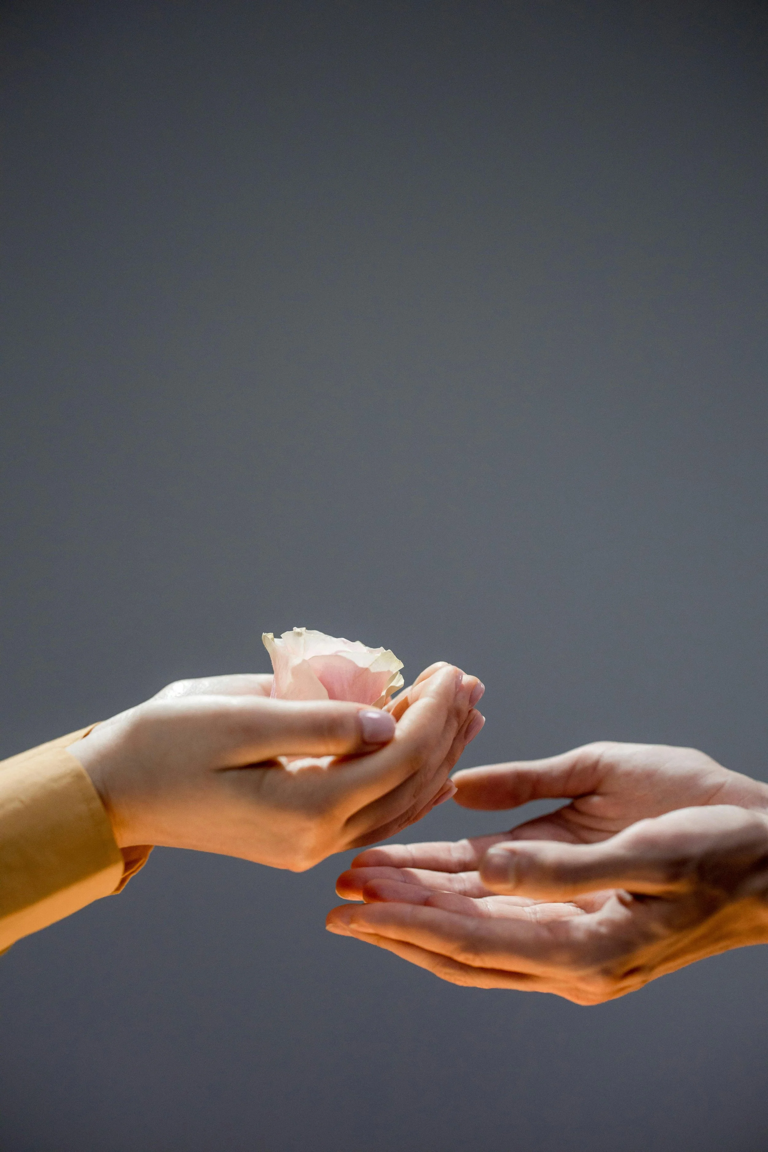A person in a yellow long sleeve shirt is handing a pink flower to another person against a dark gray background.