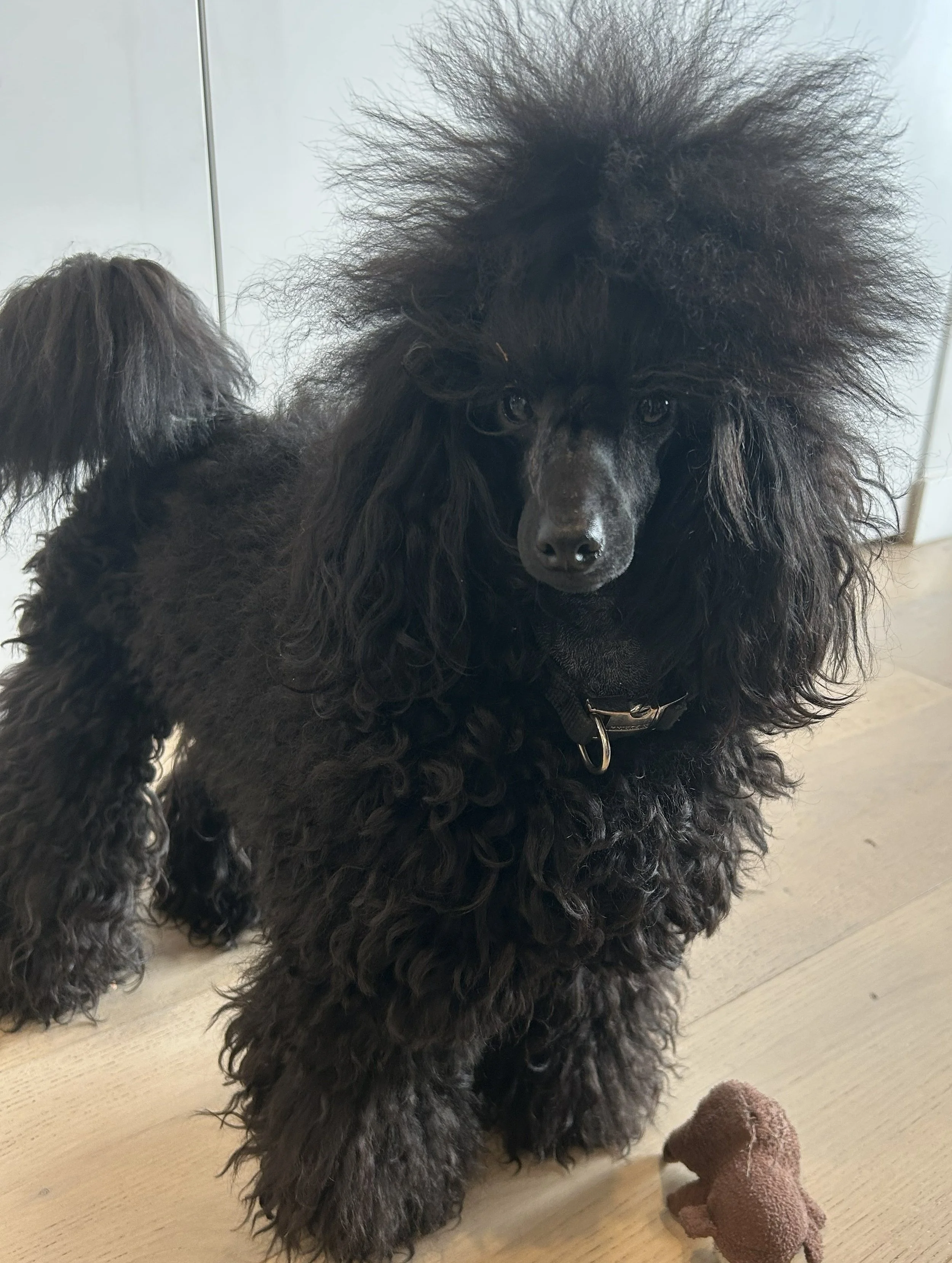 A black poodle with an elaborate, fluffy hairstyle is standing on a wooden floor indoors, with a small stuffed toy in front of it.