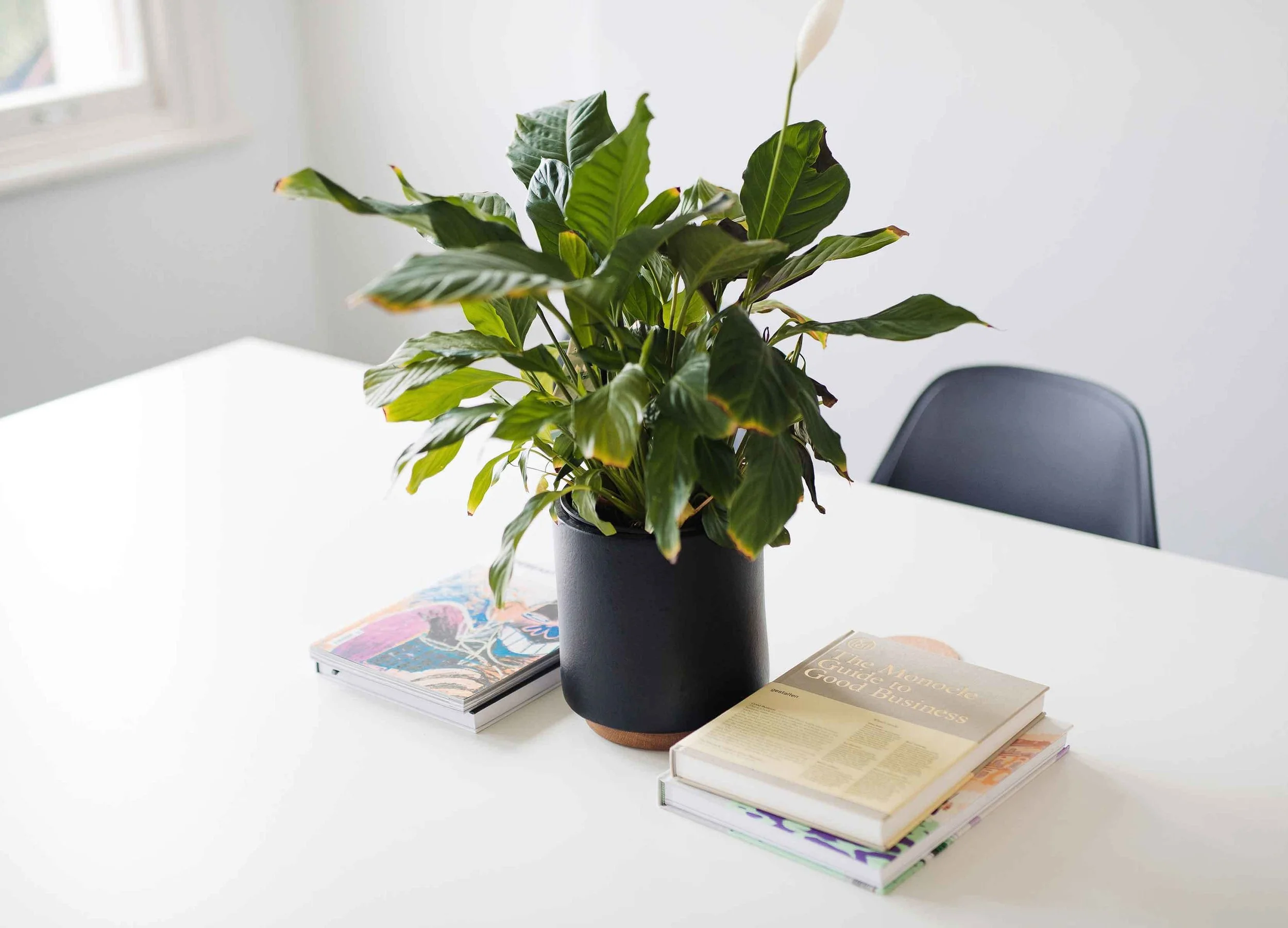 Indoor plant with broad green leaves in a black pot on a white table, surrounded by colorful magazines, in a room with white walls and a window.
