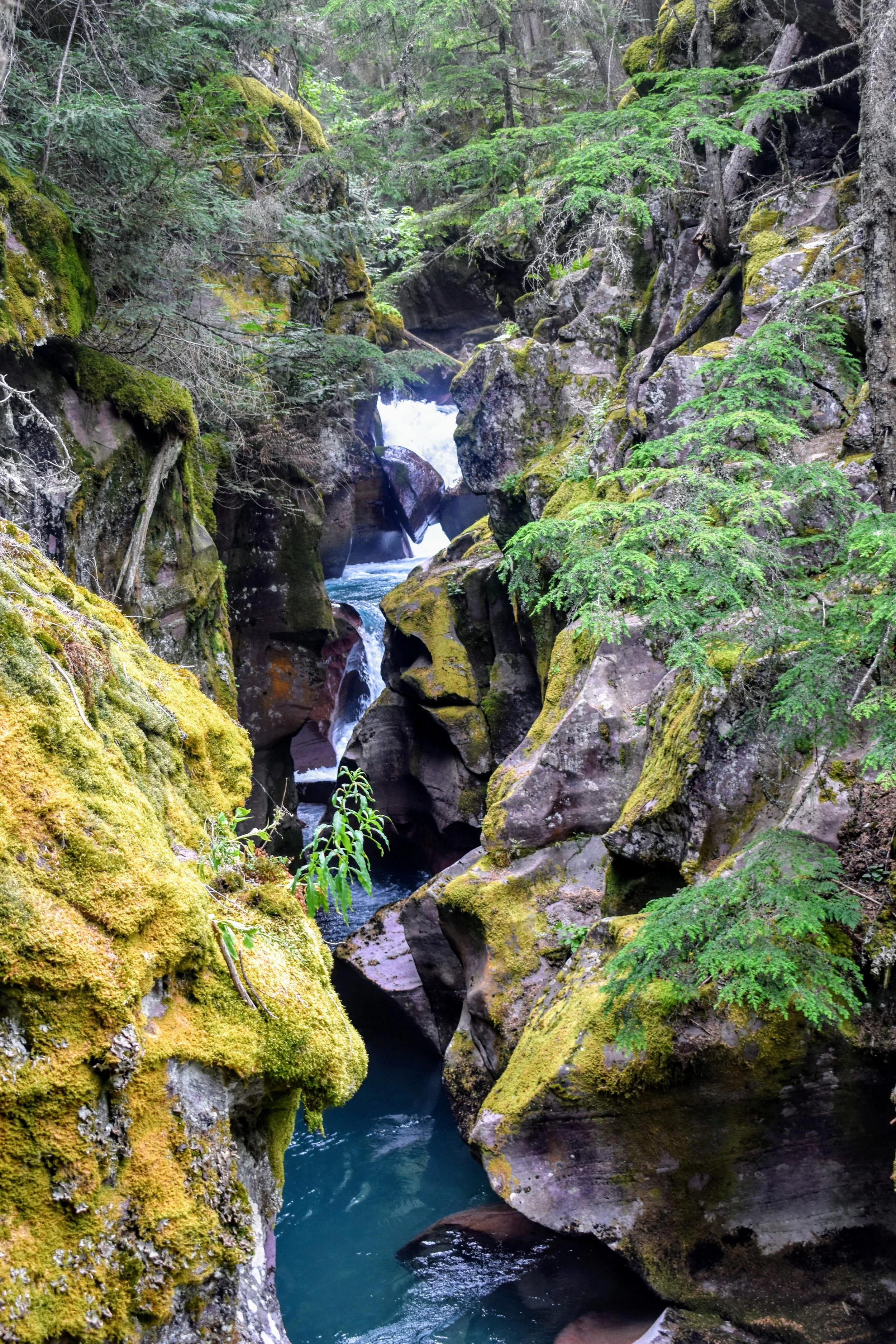 A narrow canyon with moss-covered rocks and evergreen trees, with a stream flowing through it and small waterfalls.