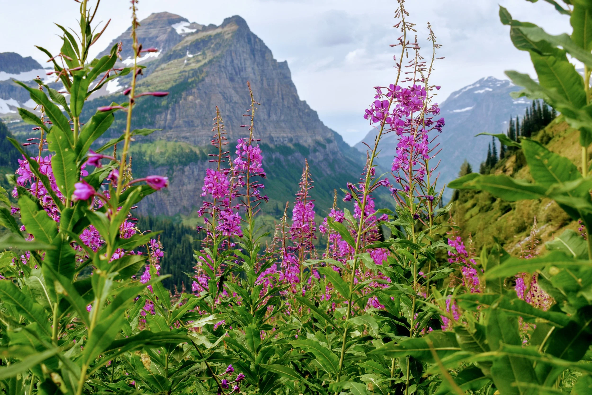 Purple wildflowers growing in a mountainous landscape with snow-capped peaks and evergreen trees in the background.