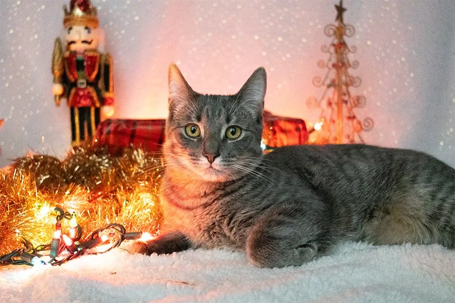 kittyxmas4.jpg
