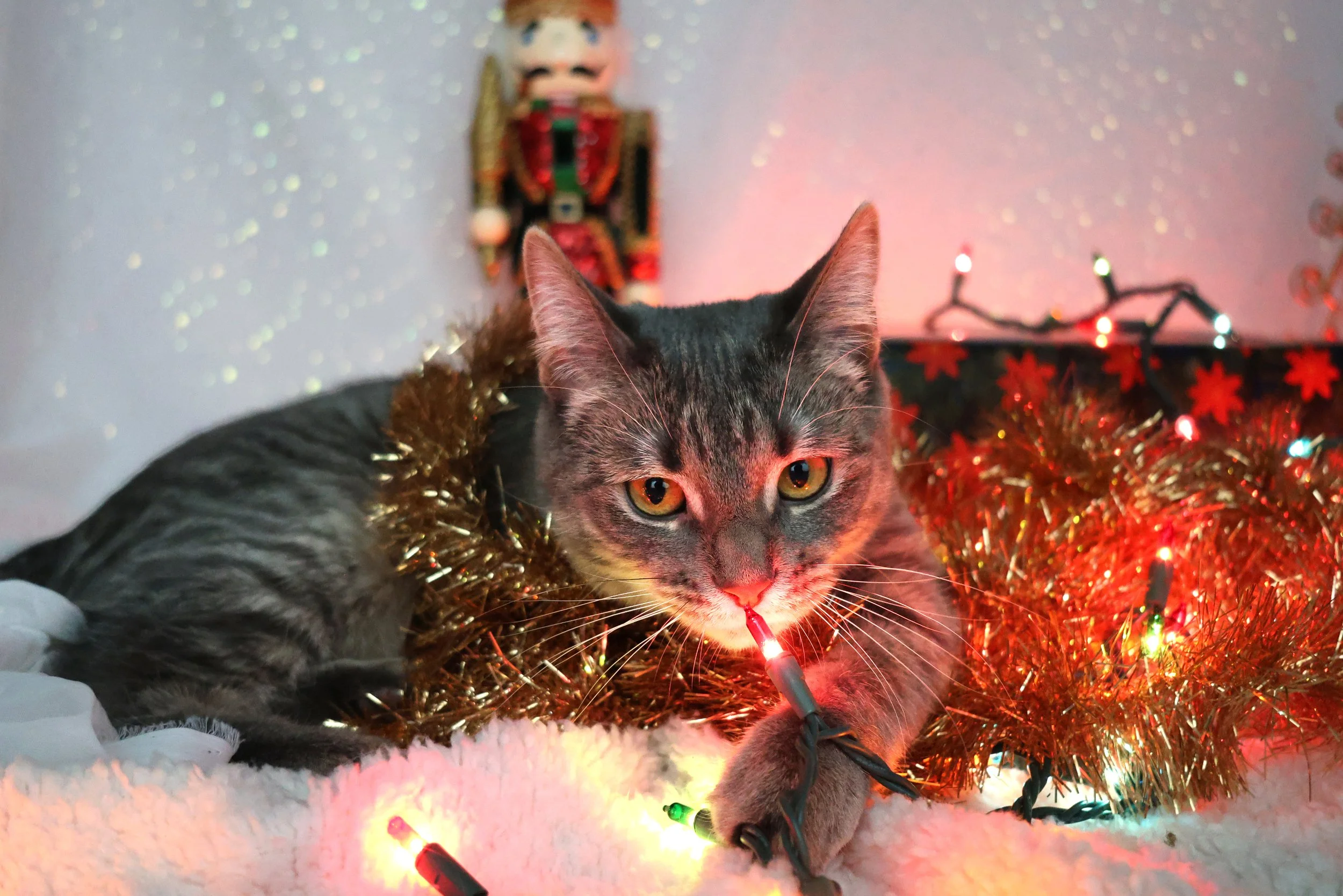 kittyxmas25.jpg