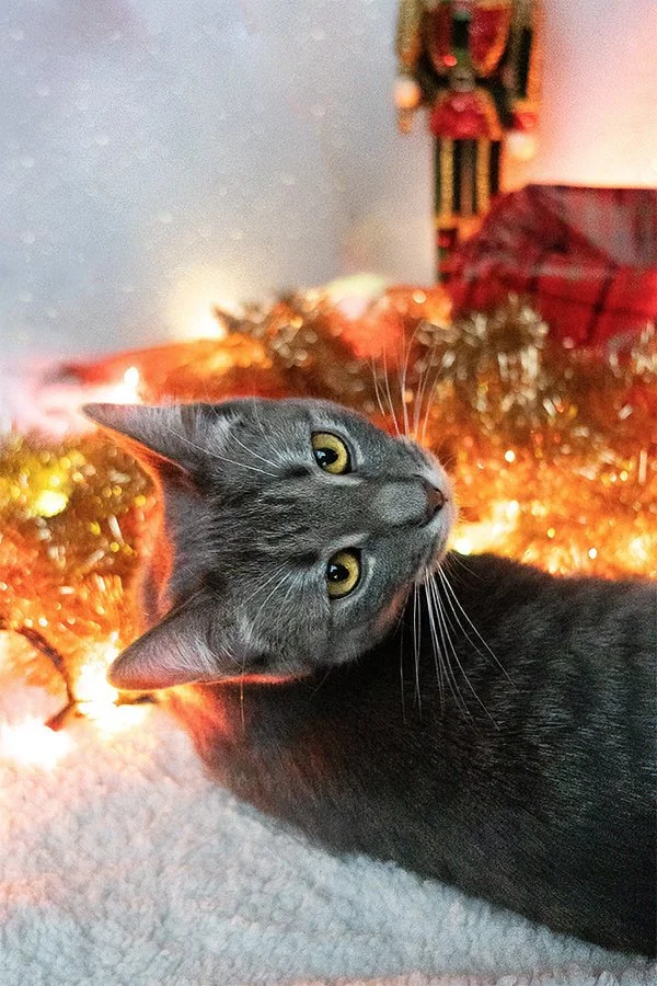 kittyxmas1.jpg