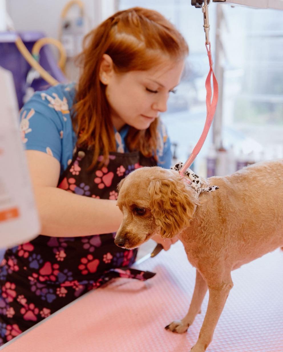Holiday Tip🐶🎄

Book your furry friend's grooming ASAP! Salons get packed with regulars in December, so snag a spot early to get your doggo looking their best. ✂️ And if you find a salon, let the others know to take you off their cancellation list! 