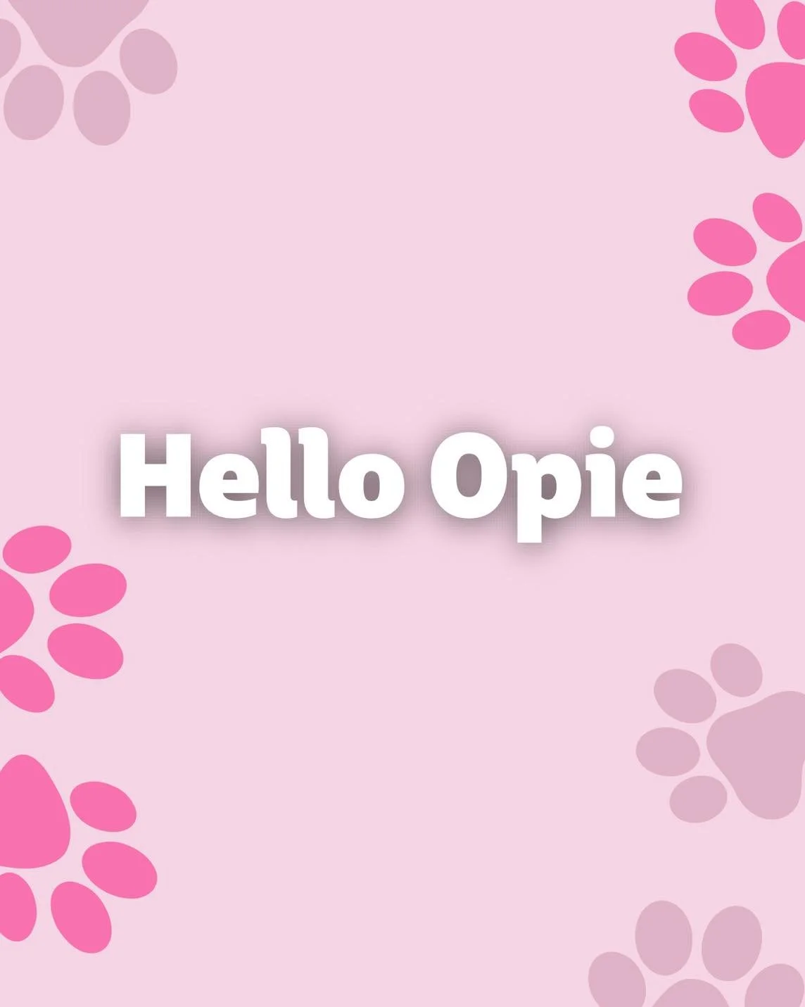 🐾 Meet Opie 🐾 

Opie is such a beautiful dog, and has so much energy! We love seeing all of our clients and their different personalities shine through the salon 😍 

We also want to remind everyone that this is our last week in salon before 2026! 