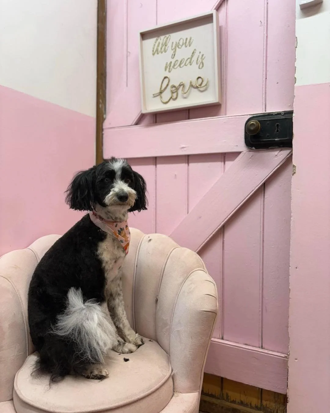 🐾 Meet Ellie 🐾 

Ellie first came to the salon back in October last year for a clip 😍 This is her most recent look when she visited us again just before Christmas 🎄