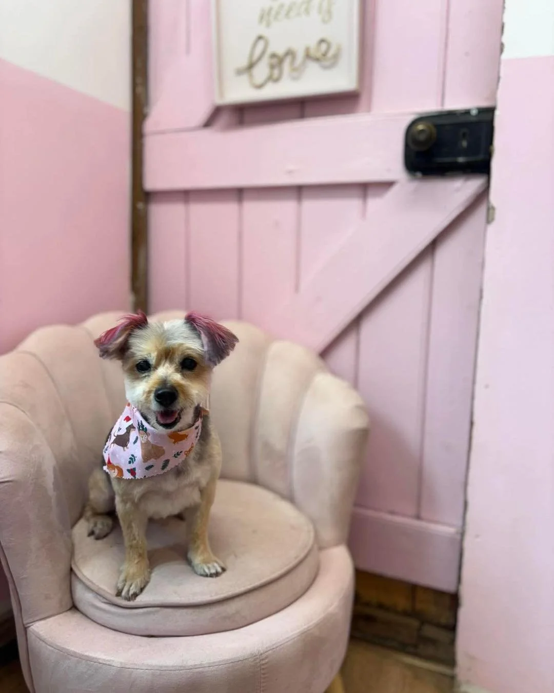 🐾 Meet Charlie 🐾 

Charlie visits the salon every 8 weeks. Here is a photo of her from her December visit where she got a clip and colour 😍🐶

She also loves to have a chat when it&rsquo;s not her turn on the grooming table 😂