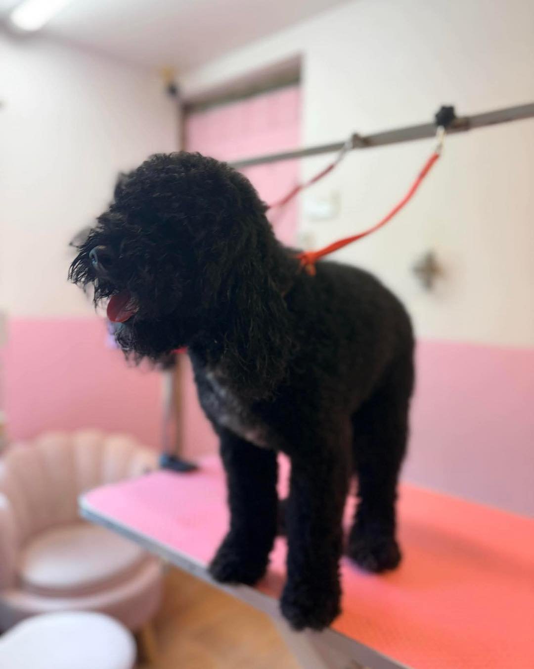 Do you have a Lagotto? 🐶 

Did you know your pooch needs to be groomed every 8 weeks at the max? 💭 They also need to be washed, blow dried and brushed everyday to stop the risk of matting. 

Did you find this helpful? What breed should we do next? 