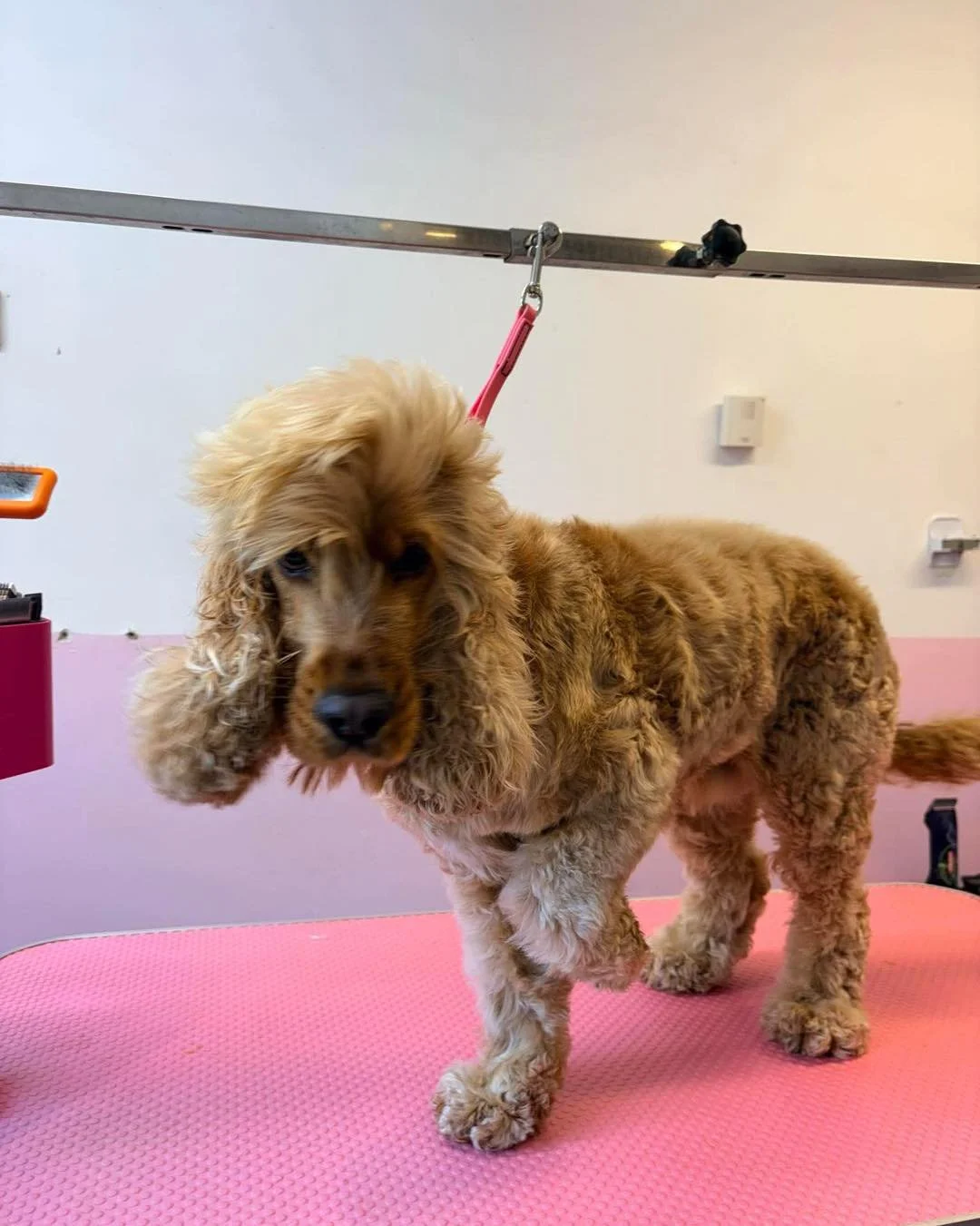 🐾 Meet Clancy 🐾 

Clancy is a beautiful cocker spaniel who comes into the salon every 8 weeks for a clip. 🐶 The clip consists of his little mop head and beard trimmed but kept a longish length 😍