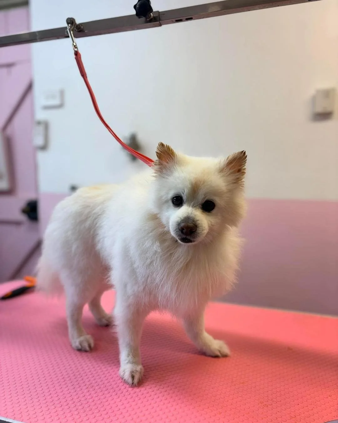 🐾 Meet Beau 🐾 

Say hello to this little cutie! Beau visits our salon every 8 weeks for a deshed and outline trim. Look how handsome he looks! 😍

The best part is when he gets a blow dry, it looks like a snow storm 😂😂