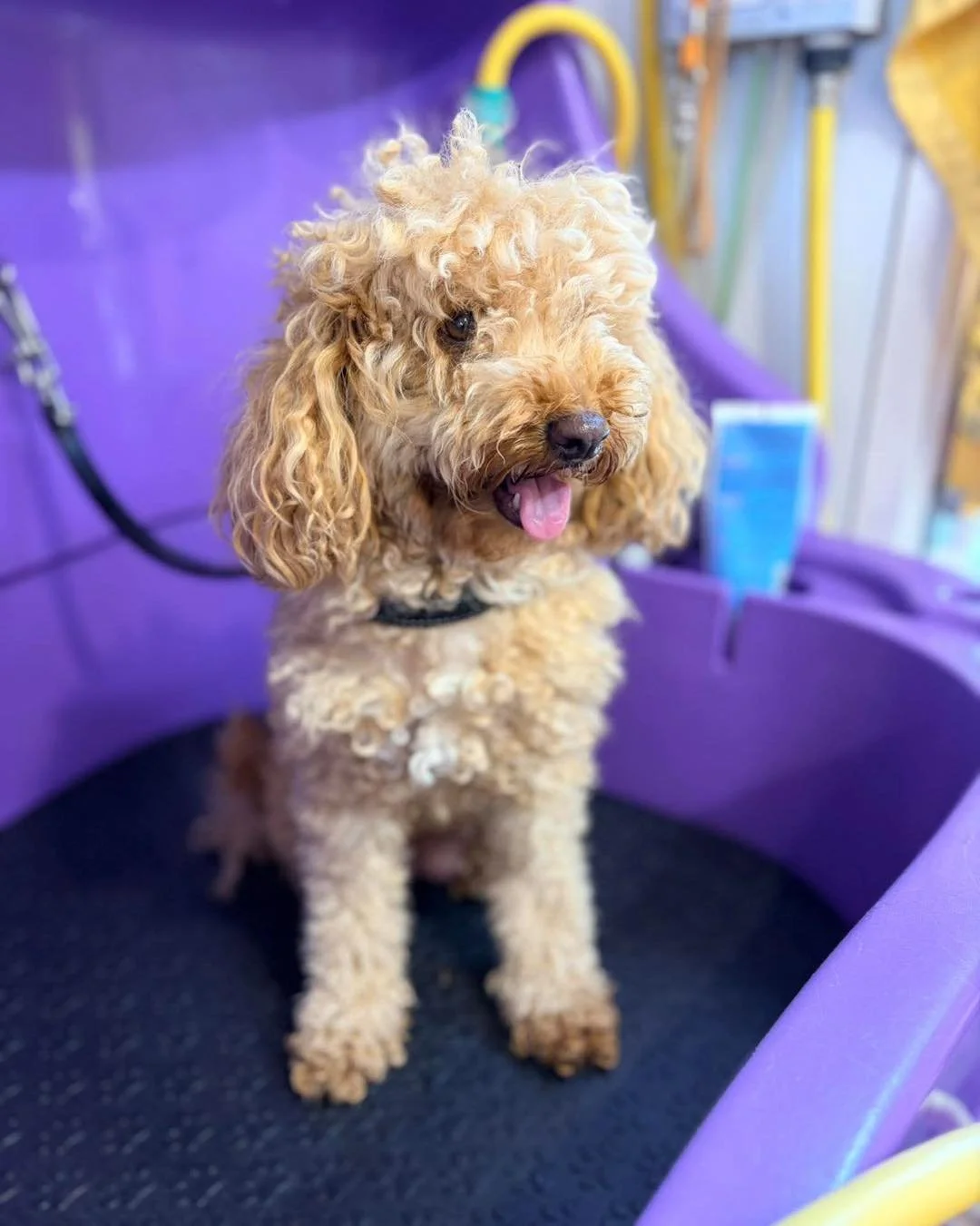 🐾 Puppy Glow Ups 🐾 

There&rsquo;s nothing better than seeing these three transformations! All 3 pups have clean coats and wagging tails of course 🫶

Which transformation is your fave? 👀🐾 Comment below 👇 

#pawfectlystunning #beforeansafter #do