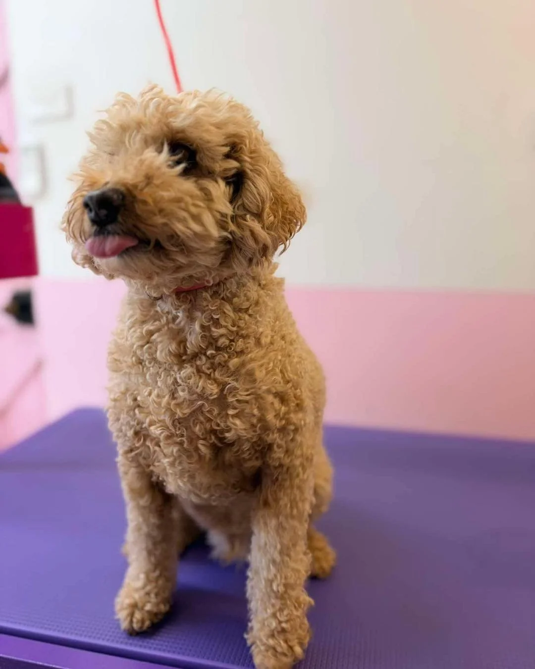 🐾 Meet Louie 🐾 

Louie is one of our regulars who comes in every 8 weeks like clock work. At Louie&rsquo;s appointment he receives a full clip and he loves the camera too! 🐶 Look at how handsome he looked after Saturdays appointment 😍