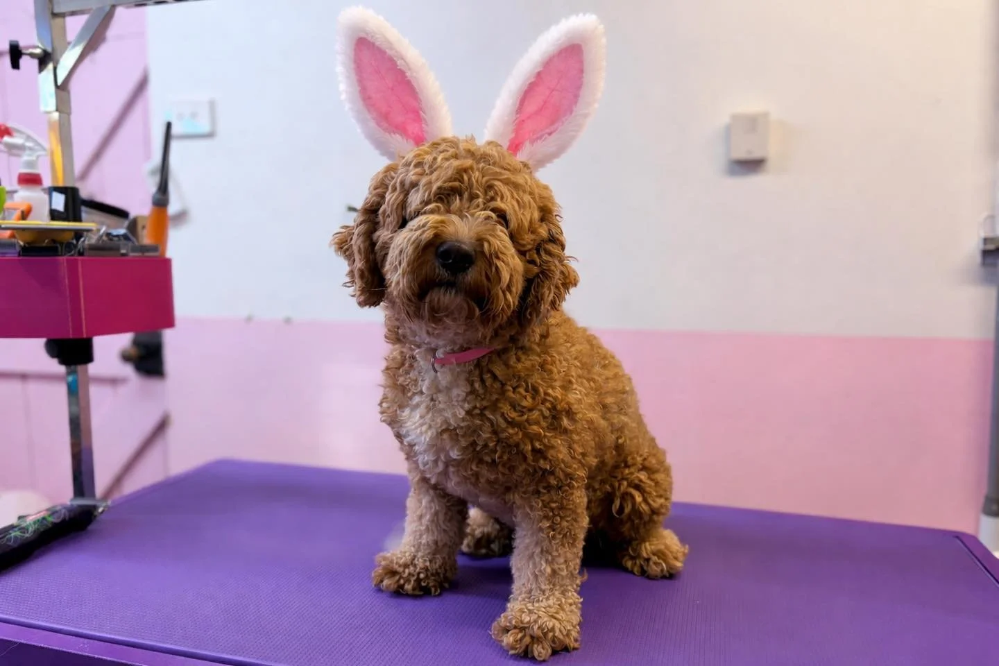 Our clinic will be closed this weekend so I can soak up this Easter long weekend with my family 🫶🏼

All grooming appointments will be back on deck from Friday April 10th 🐶🐰