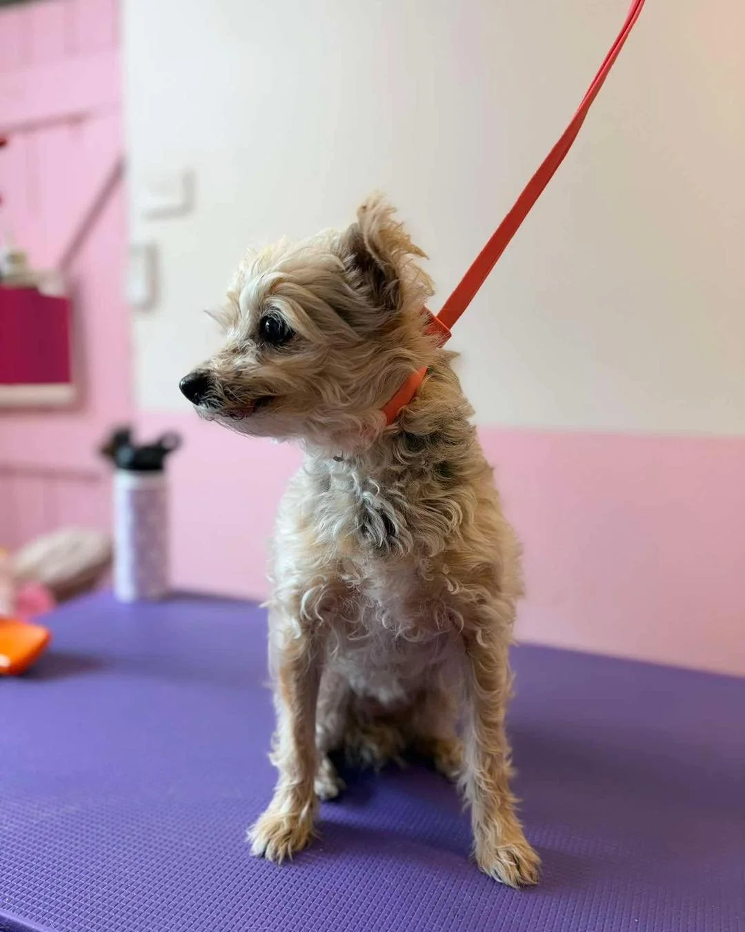 🐾 Meet Lucy &amp; Paddy 🐾 

These are 2 very special customers of mine, these two adorable friends belong to my mother in law 🤍🐶

Lucy is very easy going, she unfortunately has no teeth anymore but she loves a good groom! 

Paddy needs Mr. Pawfec
