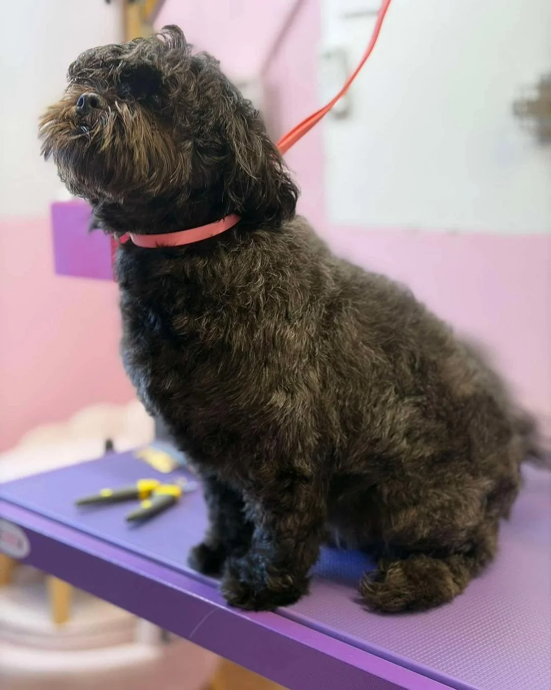 🐾 Meet Teddy 🐾 

Teddy is one of our regulars, he comes every 8 week for a full clip. Teddy is always so well behaved when he comes to the salon, he loves his post groom treats after every visit too! 🐶😍