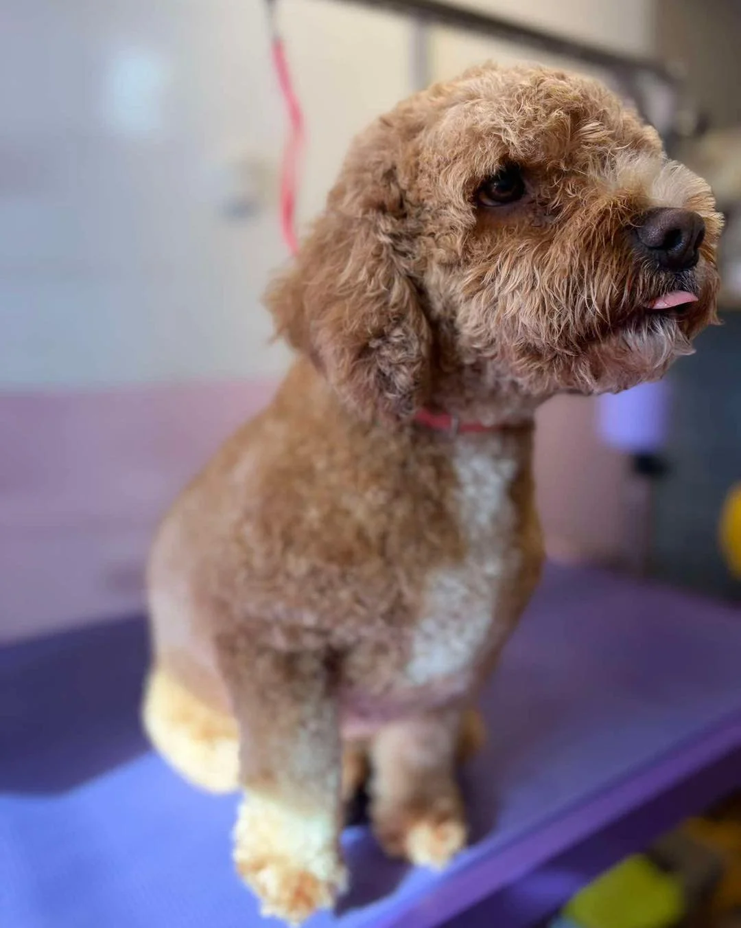 🐾 Meet Milo 🐾 

Milo just recently had his 2nd appointment with us 😍 Milo&rsquo;s first groom was 8 weeks ago and he absolutely loved his 2nd groom! He is a total sweetheart 🥰