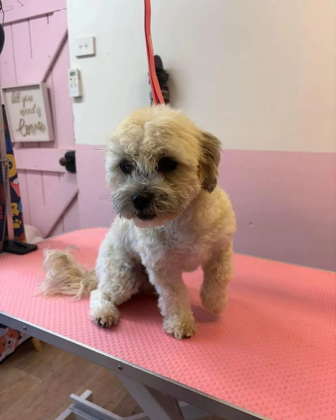 🐾 Appointments Available 🐾 

We have appointments available for the following dates ⬇️ 

🐶 5th at 11am or 12pm 
🐶 26th of June at 3pm. 

Bookings for regular appointments are open for Fridays only. Or one-on-one Saturdays. Reach out to us directl