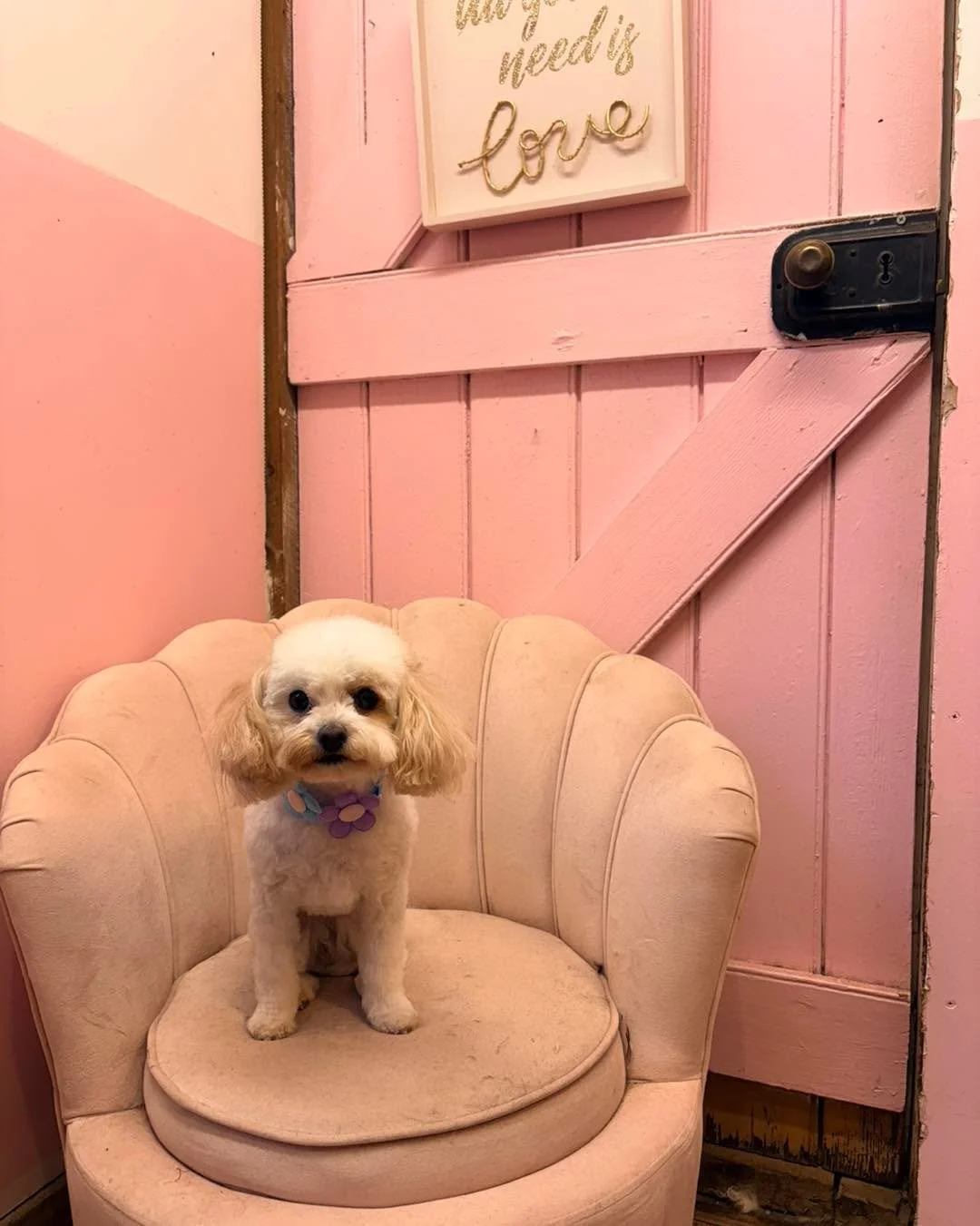 🐾 Dog Bather / Grooming Assistant Wanted 🐾

Pawfectly Stunning is looking for a reliable, animal-loving team member to join our growing salon on Fridays from 9:00am &ndash; 4:00pm.

This position is perfect for someone currently studying or qualifi