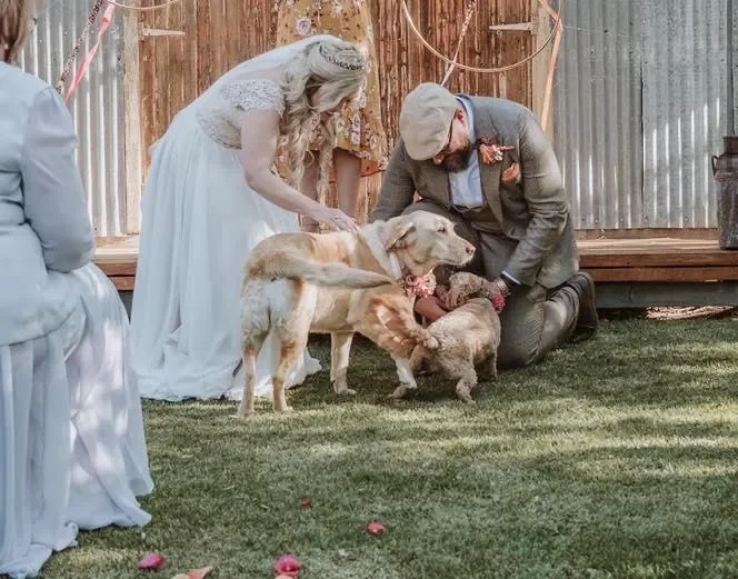 Bride and groom kneeling with dogs at a wedding ceremony outdoors.