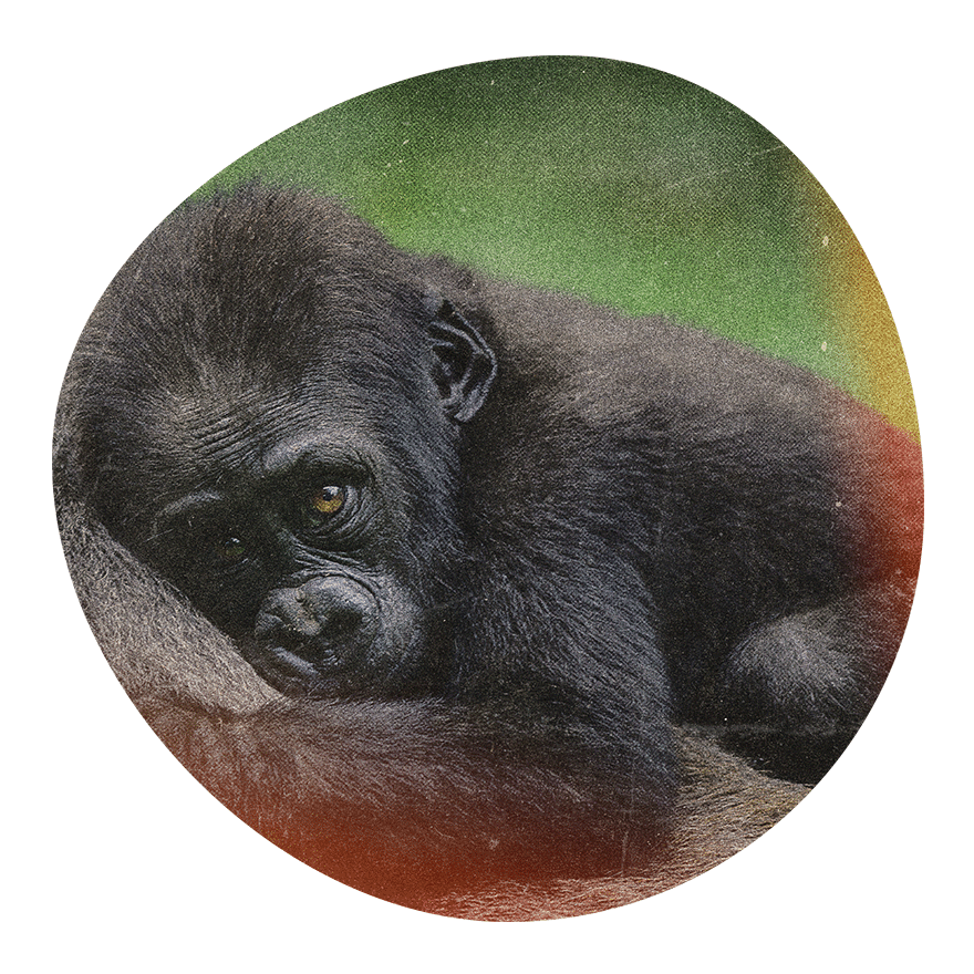 Dian Fossey Gorilla Fund