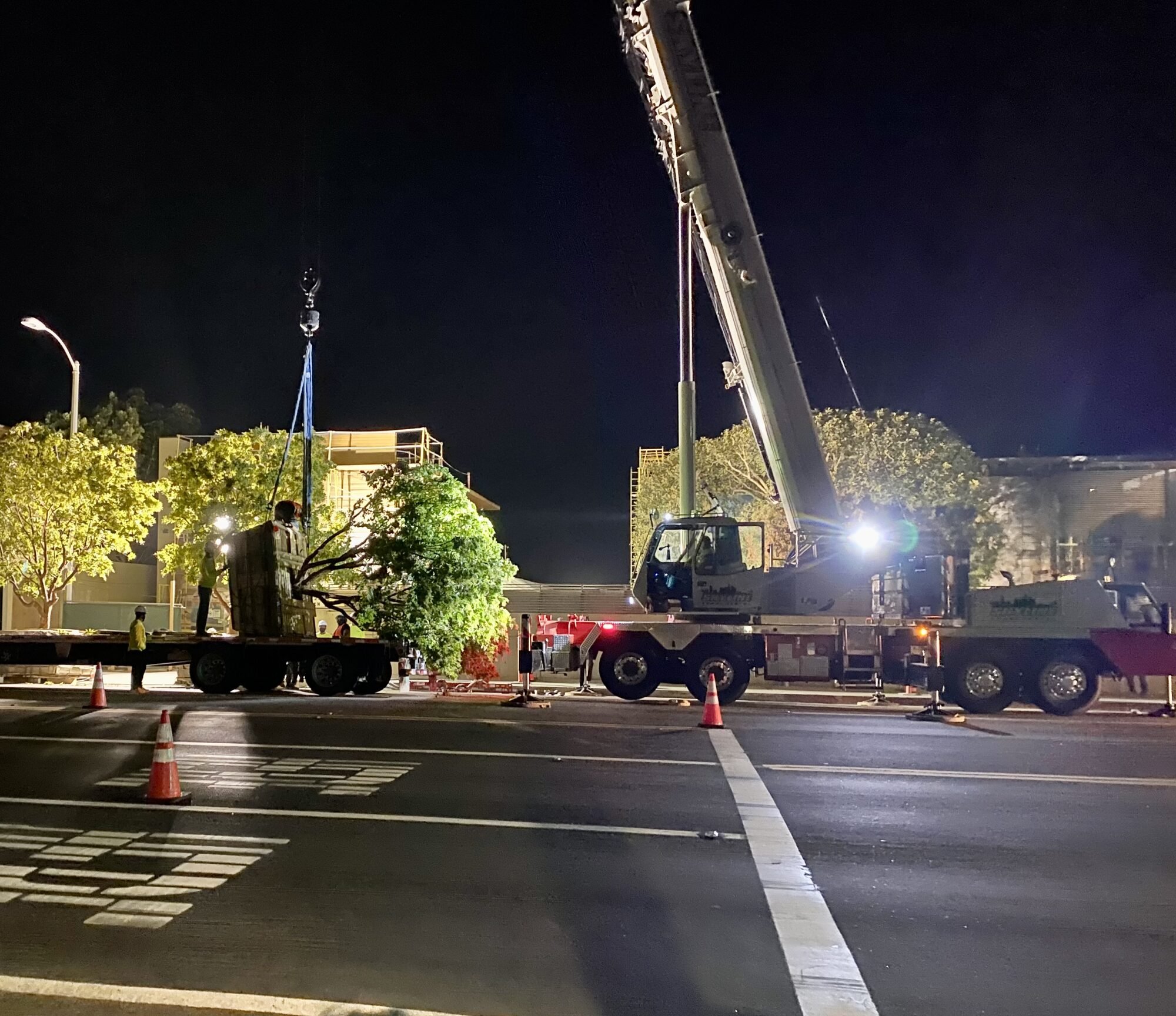 night-crane-tree-delivery.jpg