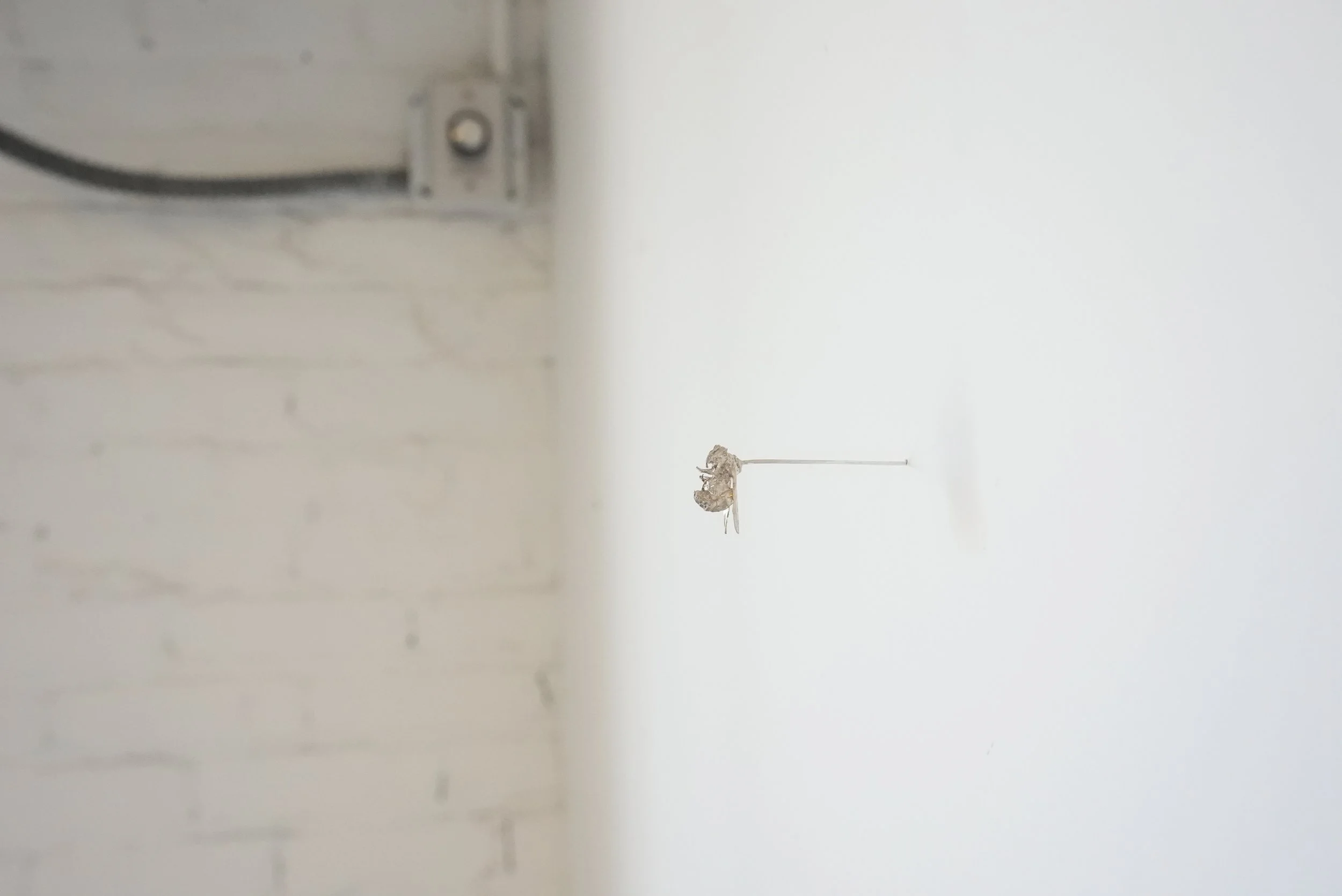 ENTOMON🪲ARCHIVE - 1 of 1 (1).jpeg