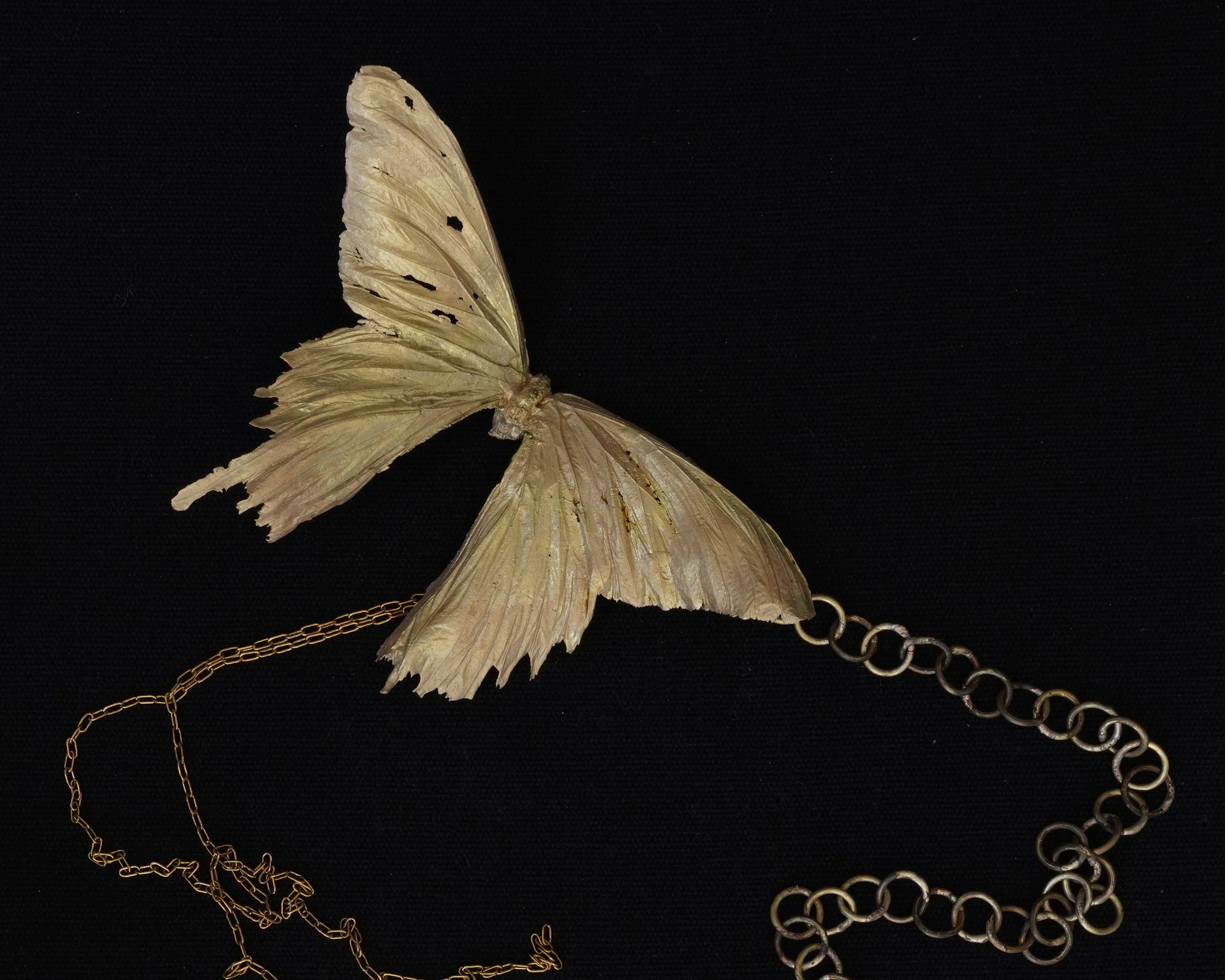 Sunset Moth on Chain