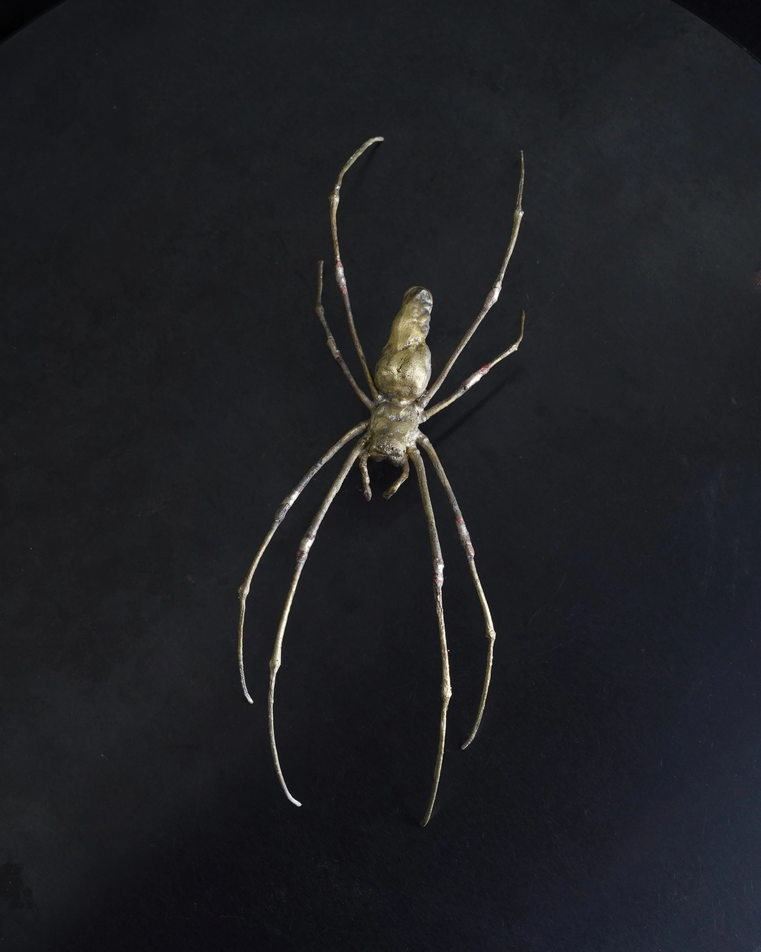 Brass Orb Weaver Spider